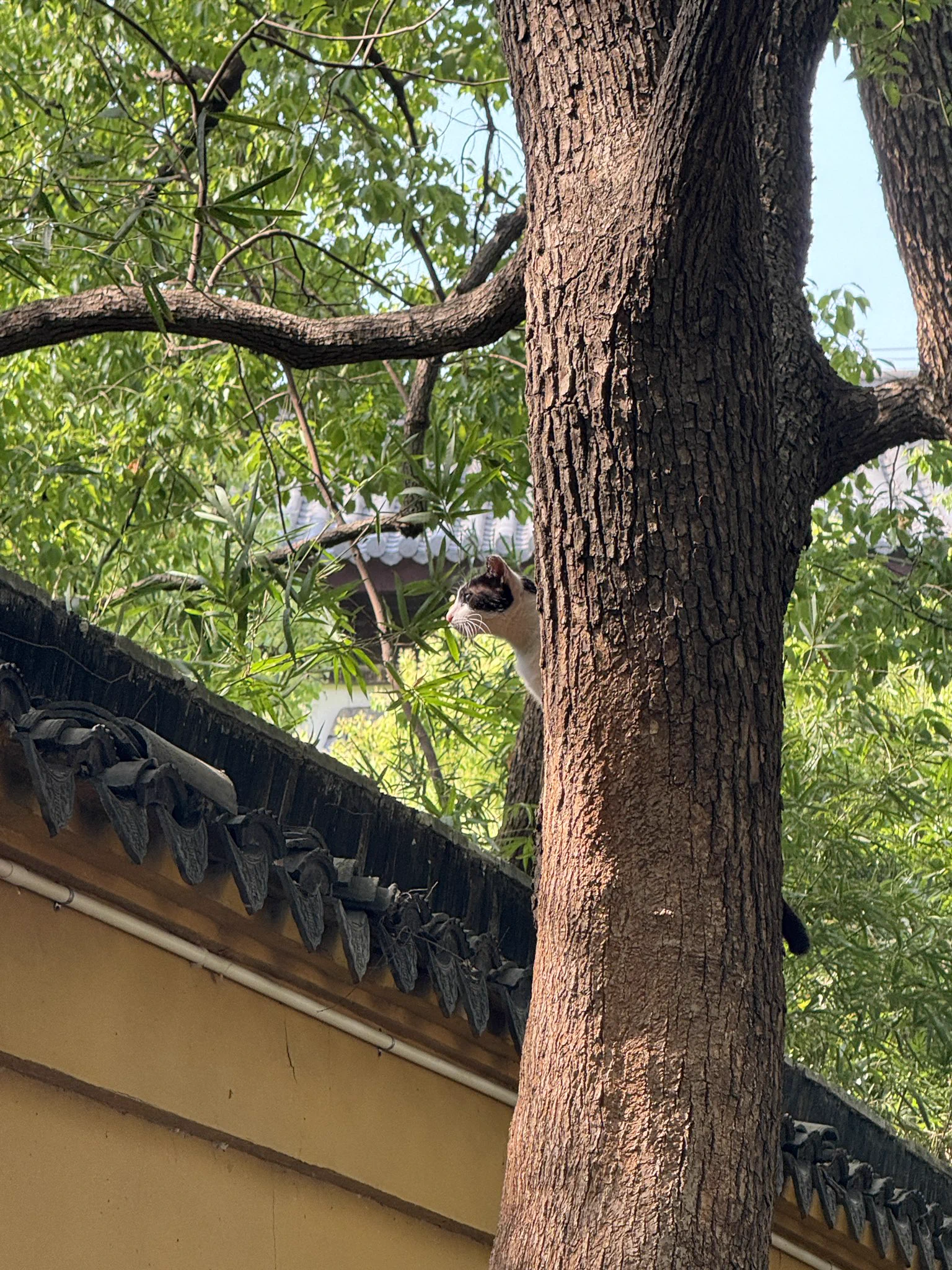 树上长猫了 https://t.co/B1pmQbPGsn