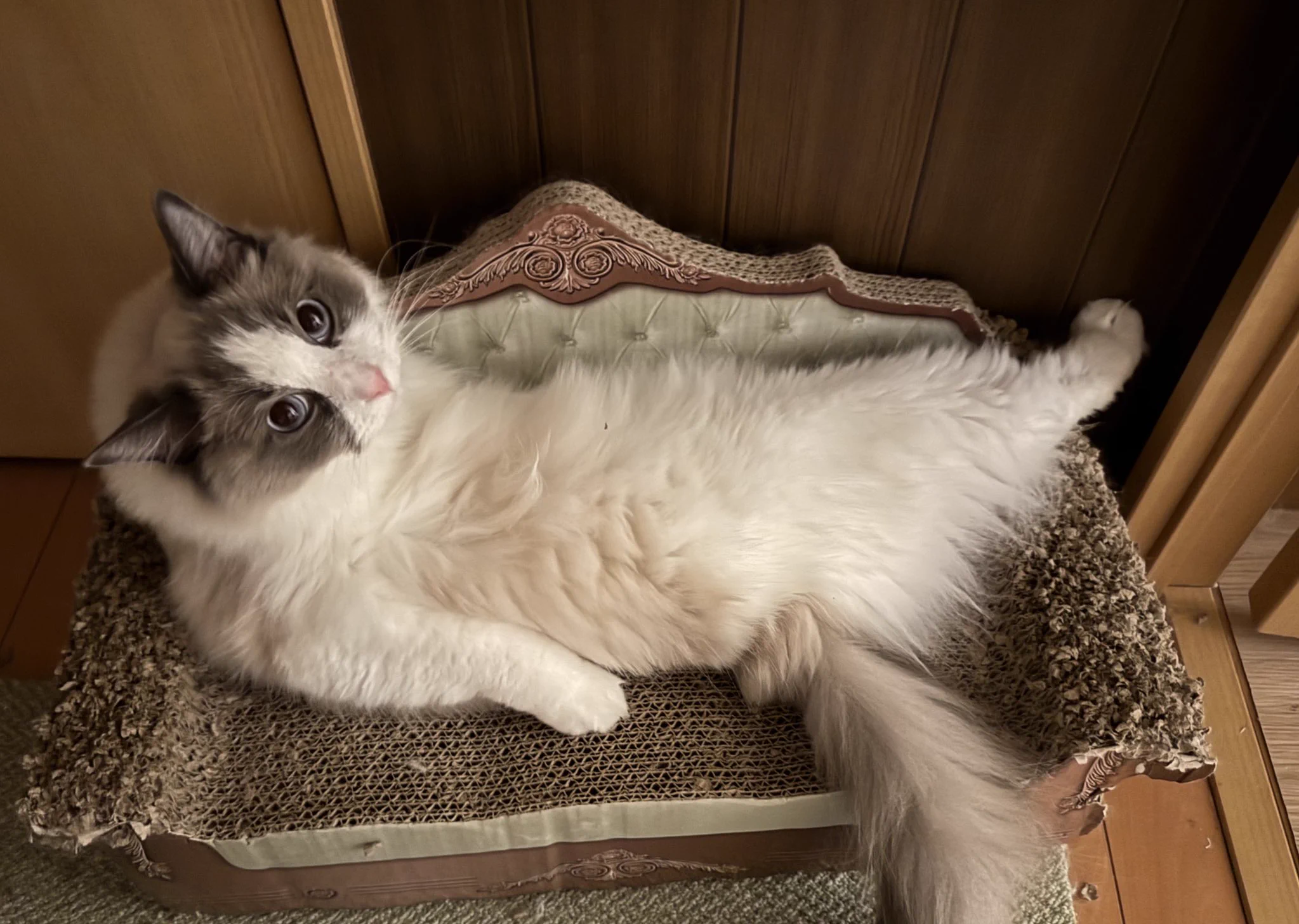 セクシー対決🐱VS👱🏻‍♀️ https://t.co/qSaDiPGJOy