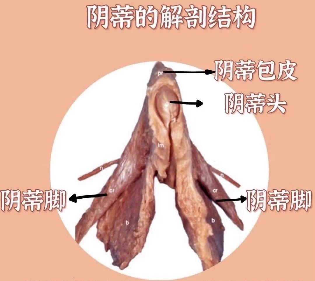 在dy刷到个科普，一下子颠覆了我之前的观念。视频的表达可能比较绝对，我润色了一下，大概意思就是说【女性快感的来源是有争议的，阴道本身可能并不会高潮，主要获得的快感都是跟阴蒂相关】阴蒂不止是小豆豆，还有蔓延在阴道内壁的阴蒂脚（图1）我的黄片基础就是从日系yellow片中，拍摄女演员潮喷、爽到抽搐而获得的，那时候我自然而然的认为，女生就都该阴道高潮。再加上，我第一次阴蒂高潮是非常轻易的😢，没有通过学习，所以我自然的认为阴道高潮也会很容易，而黄片中那些状态是我应该追求的极致性爱。但我发现实则并不然，如果你是天生的那种少数群体，有这种与生俱来的敏感度（在健康安全的情况下）喜欢通过这些外化的形式来获得快感，或者说获得对象的满足感，那是没有问题的。但阴道高潮、G点、潮喷这些名词，从理论角度，都是在科学和性领域持续有争议的部分，所以更加谈不上是性生活的“标准答案”。性体验的核心应该是【自我愉悦】，而非追求特定表现，过度追求可能会损害身体健康，且让情侣间产生莫须有的“负担感”。我了解到不做任何前戏的直接纳入，接触到阴蒂脚（阴道内部）的快感是极其微弱的。类比男生，有点像给他撸撸，但是不撸龟头，一直撸他蛋蛋，那怎么可能会很爽呢？（魔性比喻🥸）有些人的阴蒂脚并不是很敏感，敏感反射度不高，这就是为什么挺多人说“纳入式的快感不显著或者说几乎没有”。其实也不用焦虑，通过其他方式，比如小豆豆的配合，或者视觉 听觉 痛觉 情感上的等等行为…来获得属于你自己的快乐就够了。在这之后，越了解我好像越轻松自在，和猫夫在性爱的过程中，不抱有过多期待，只是享受当下，加长前戏时间，一起探索体位和敏感点位，让我们更了解彼此。结果就是我们都共同感受到了“超出预期”的愉悦感，真的觉得做爱超级超级快乐，能感受到他完全的爱意😭比如我本来以为自己也不是超敏感体质，用很多纳入玩具都觉得没有舒服的感觉，却在了解到这种观点后，前所未有的放松，于是在做爱体验中爽到爆！就是那种狠狠的被爱了的感觉，不是单纯为了射精和高潮…总之，我想表达的是，首先是需要有一个科学的健康的观念，才会更轻松自在的享受性爱，探索性爱。性爱不分好坏，快乐的就是最好的。（配上deepseek的讲解，感受更专业的说法）❗️以上所说仅代表我了解到的观点，快感来源部分的机制，至今科学家们依然在研究中，欢迎友好讨论。