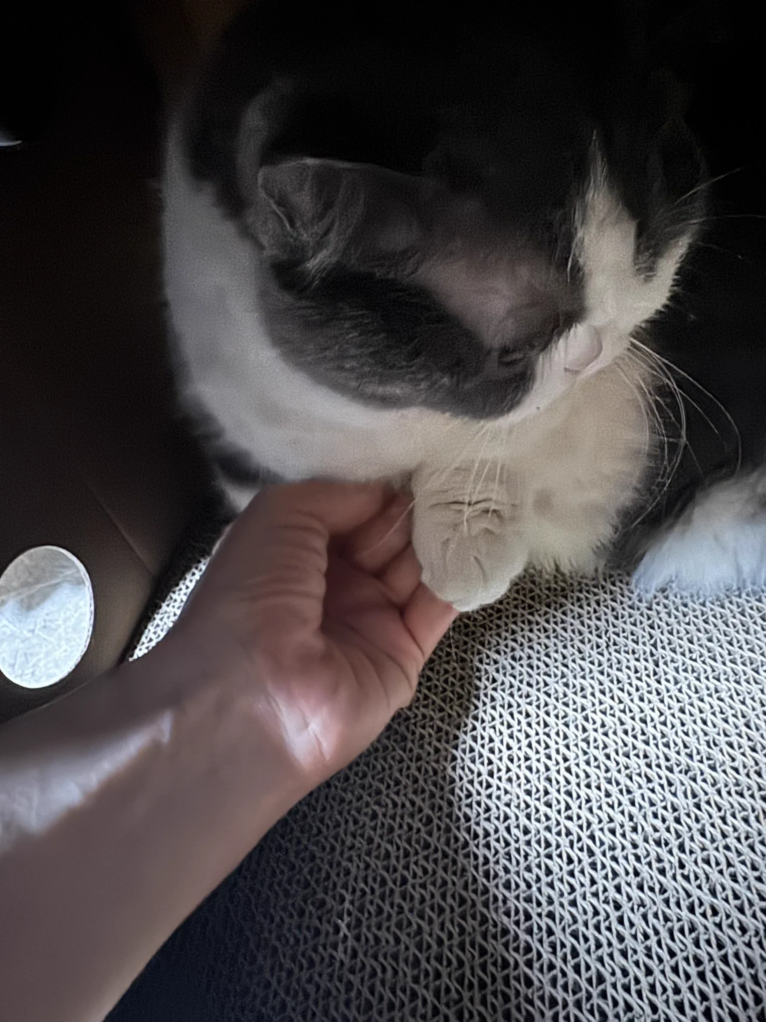 这几天在和猫为了剪指甲斗争。每天打一架都是为了剪指甲。挣扎得厉害每次都只能剪到一点点。你说毛巾包起来？它包起来就露不出来前脚了啊😧 https://t.co/y5bcfVFtKj