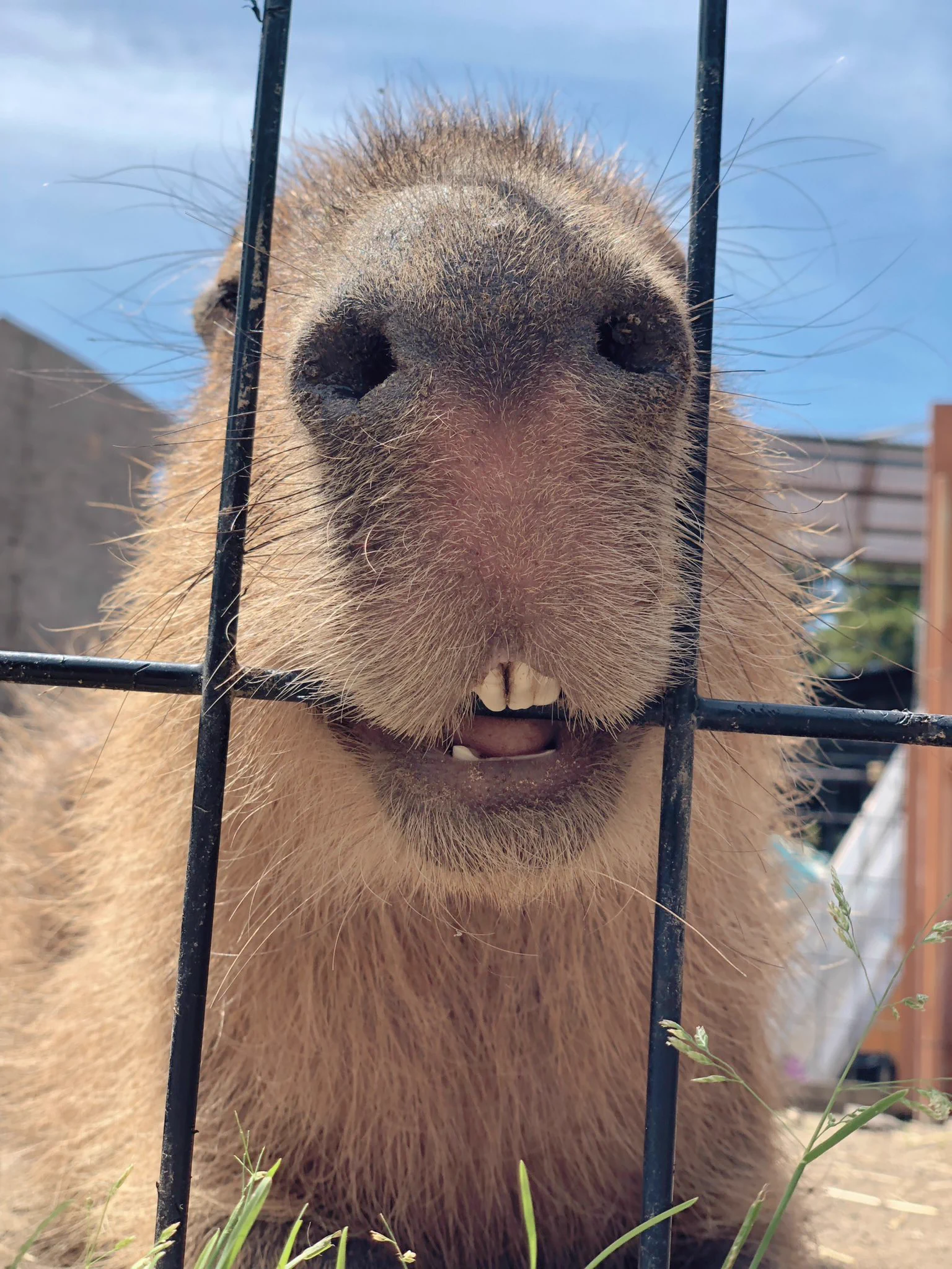 うへ...♡ #ふれあい動物園あにま #カピバラ #ポテツ https://t.co/PLqflWD0Pr