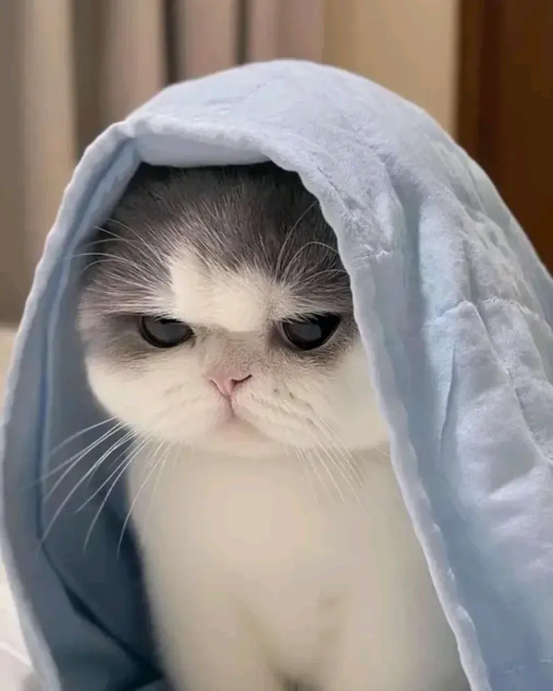 Grumpy https://t.co/PdXjHXwDqT