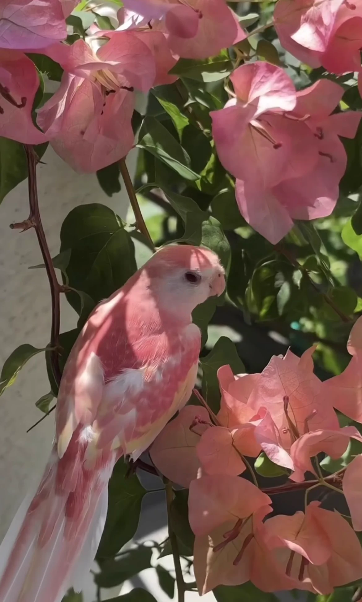 花と同じ色してるインコいた https://t.co/f61ZiLDcpt