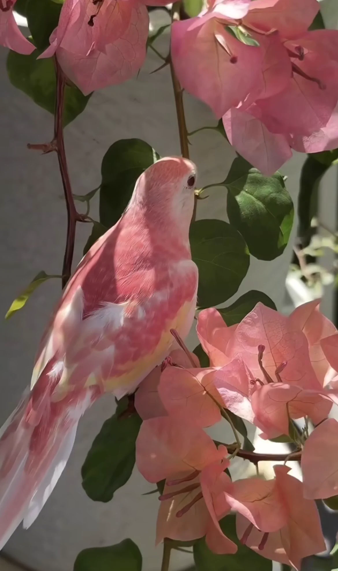 花と同じ色してるインコいた https://t.co/f61ZiLDcpt