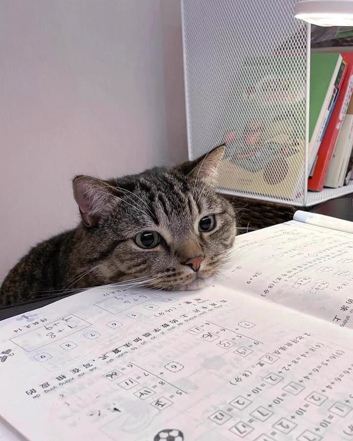 I tried so hard to study https://t.co/PLc0wKG974