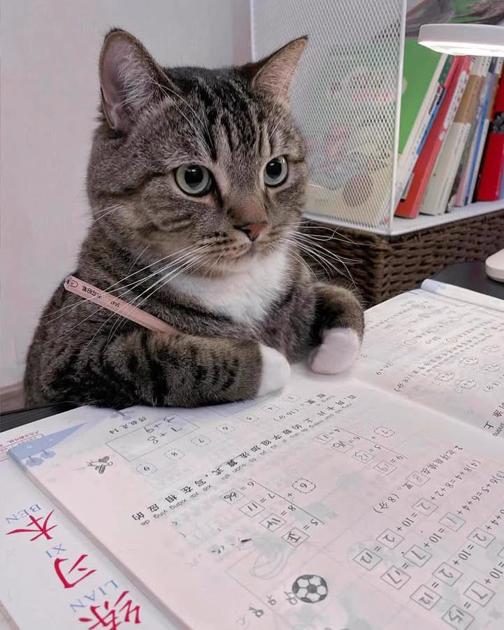 I tried so hard to study https://t.co/PLc0wKG974