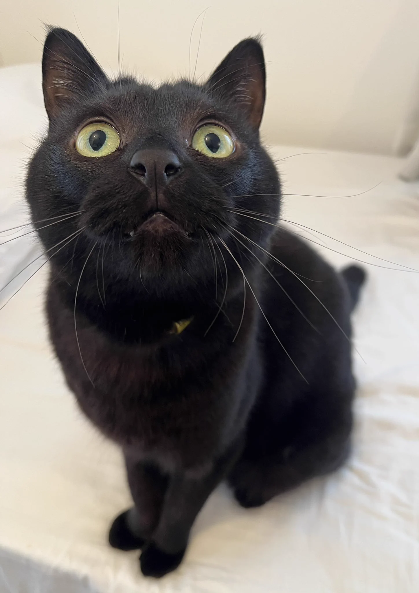 ◉ω◉ https://t.co/6Xmw6s7Mpe