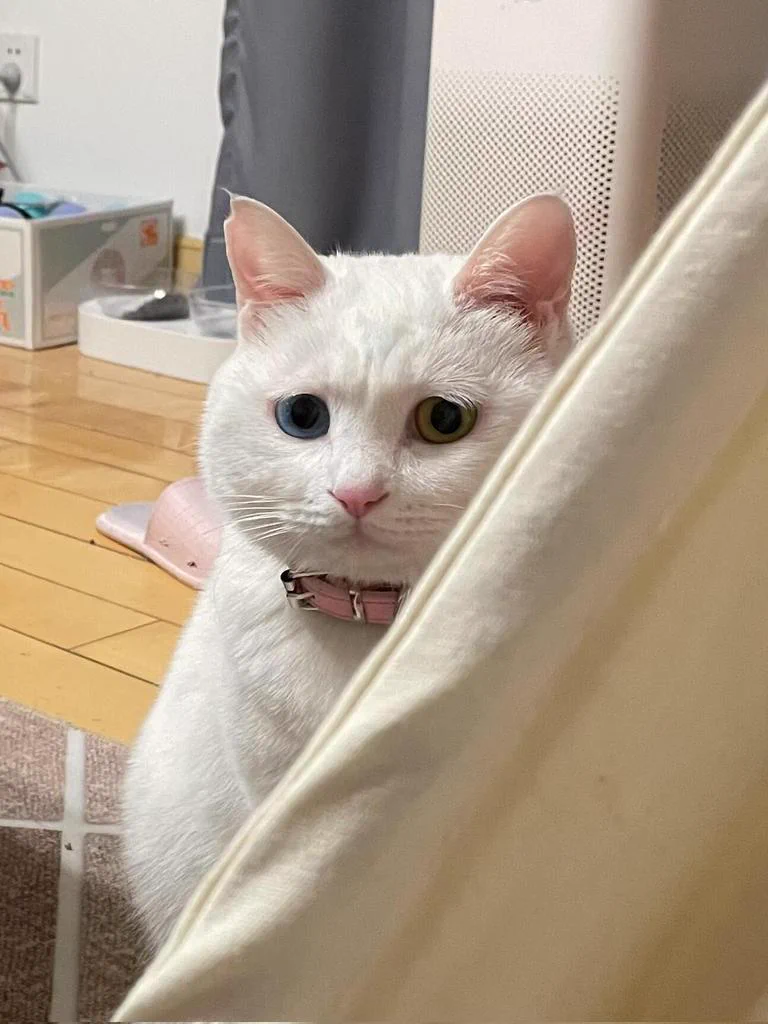 猫很担心你#互fo https://t.co/qsd207ohHV