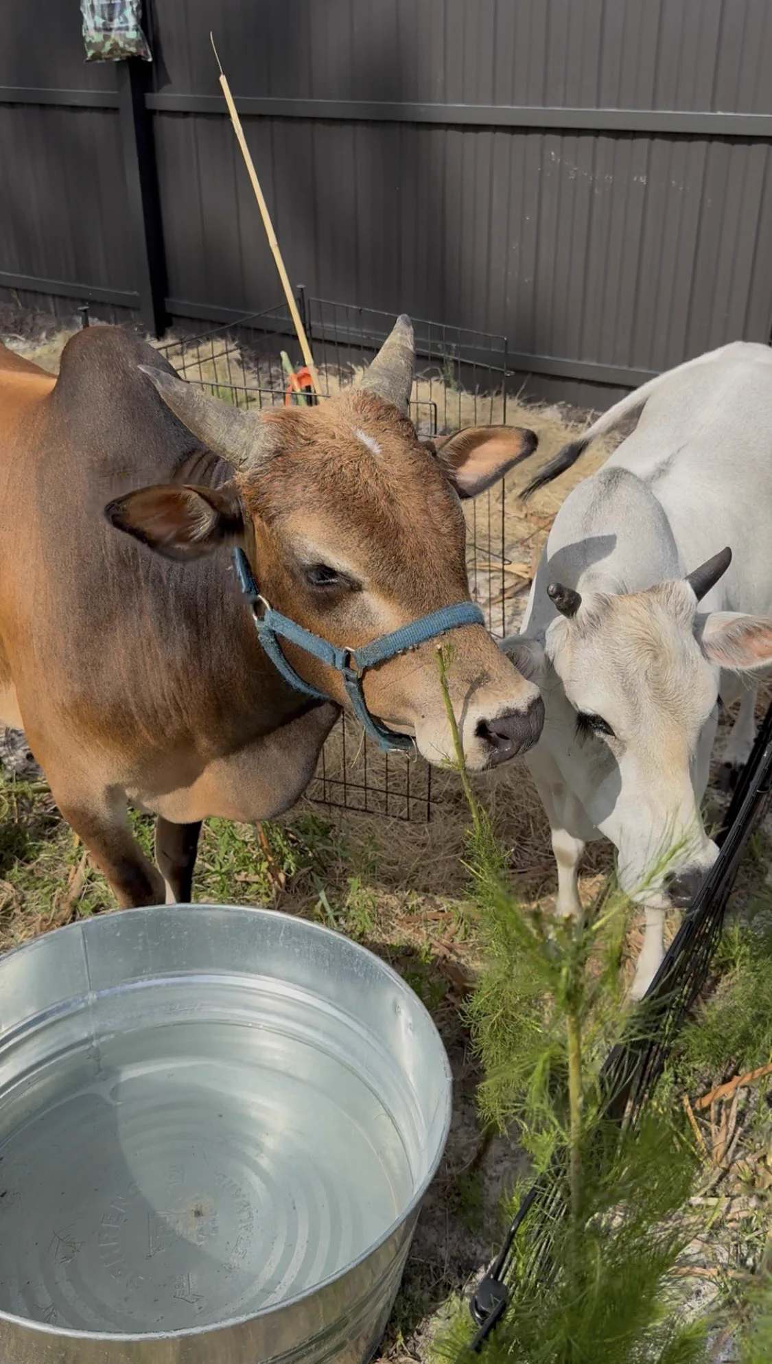 Cutest micro cow couple 🐮💚 https://t.co/RD8tTU8Fh6