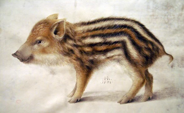 Hans Hoffmann, 16th century follower of Dürer, breathes life into this wild boar piglet, who looks ready for mischief (1570s) https://t.co/JQuMr4XC8u
