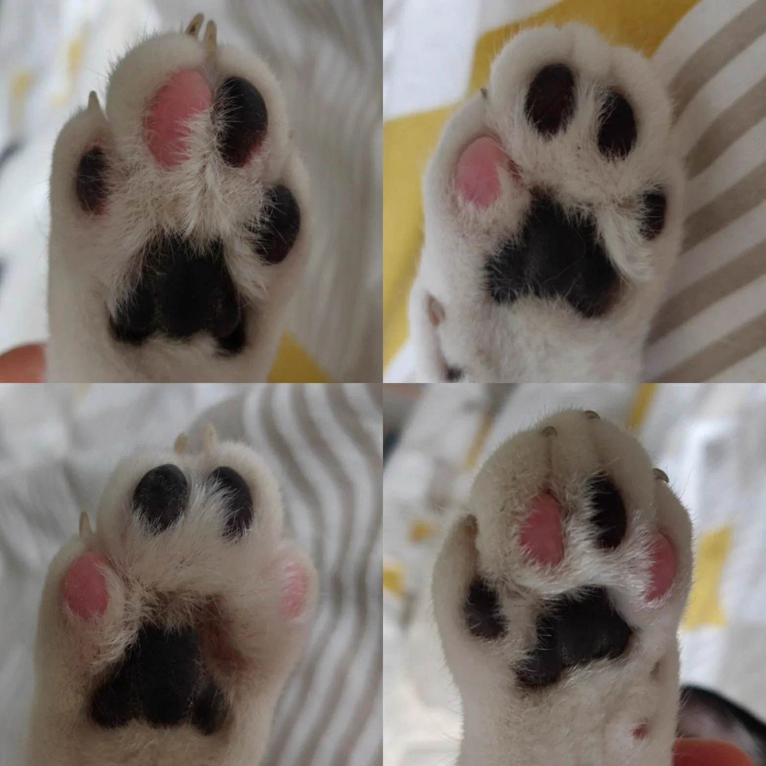 All 4 of these cats paws have unique black/pink combinations https://t.co/VKtfpDaXqt