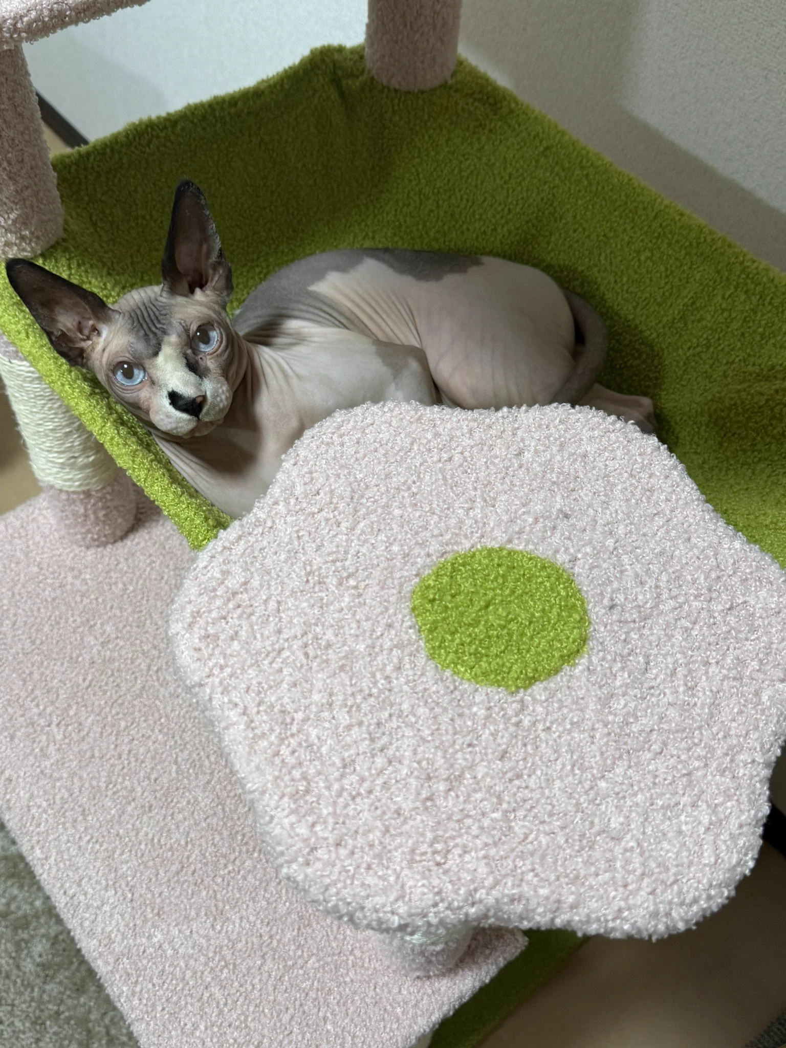 新しいキャットタワーをお迎えしました！うちのニャンズが、お花の妖精に見えてくるのは私だけ？🥹❤️ https://t.co/yLg7sbRPrp