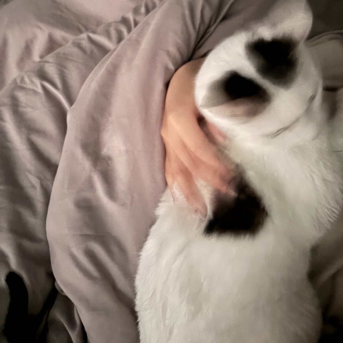 抱抱小貓小咪 https://t.co/sLth4ENcwa