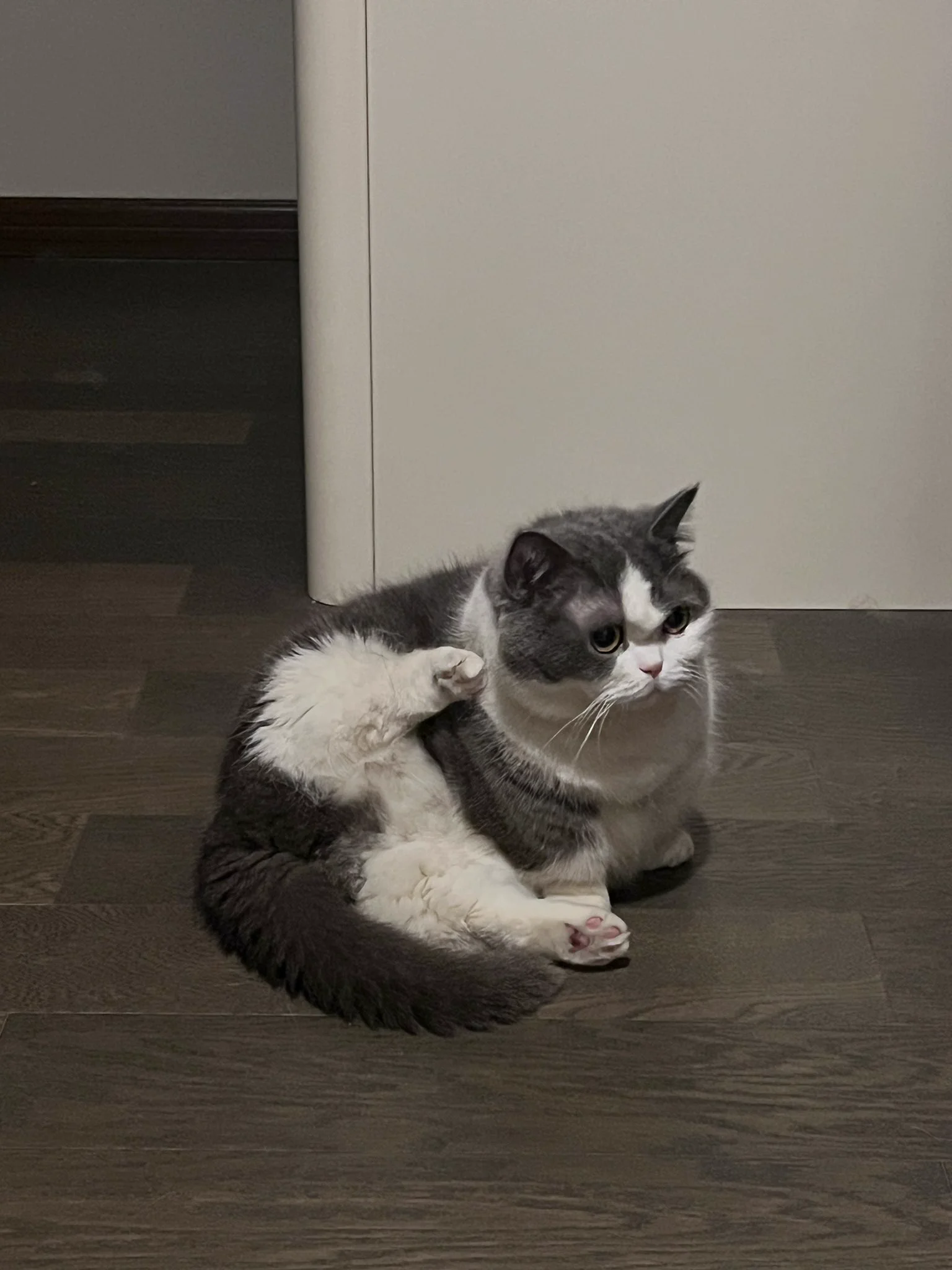 猫猫打电话 https://t.co/WXVTfMQWPb
