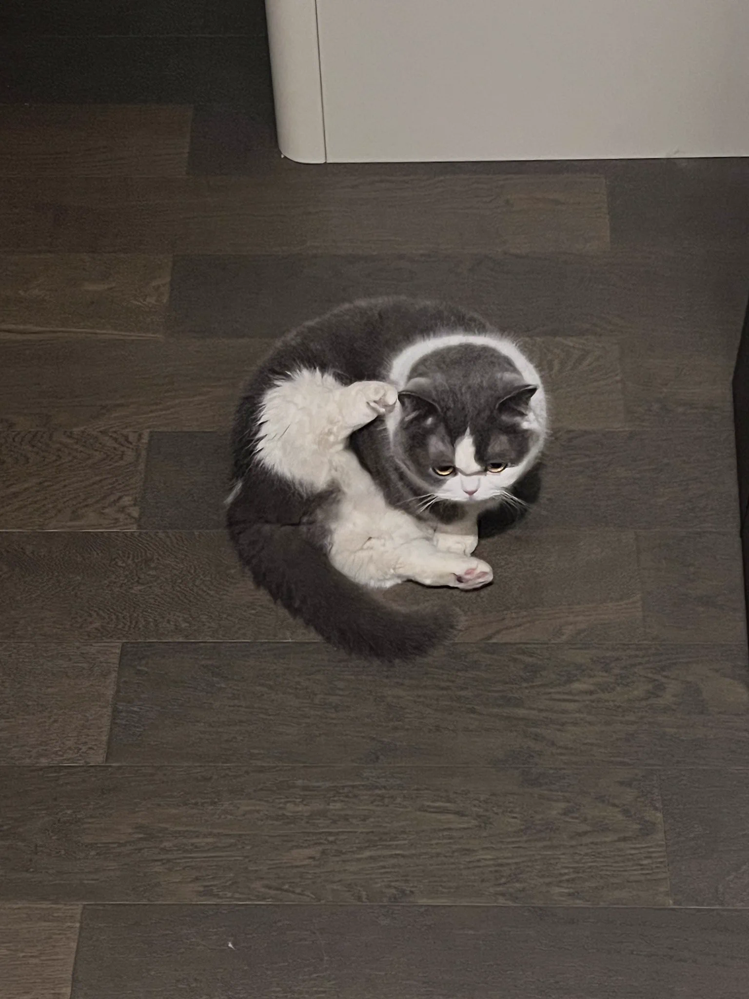 猫猫打电话 https://t.co/WXVTfMQWPb