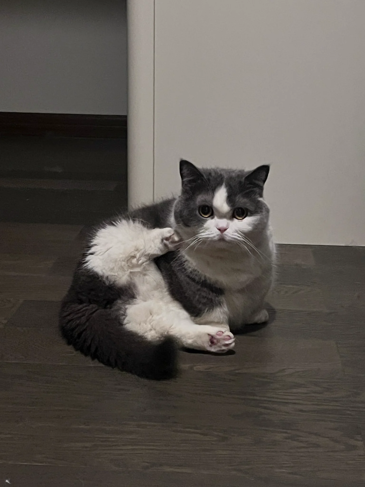 猫猫打电话 https://t.co/WXVTfMQWPb