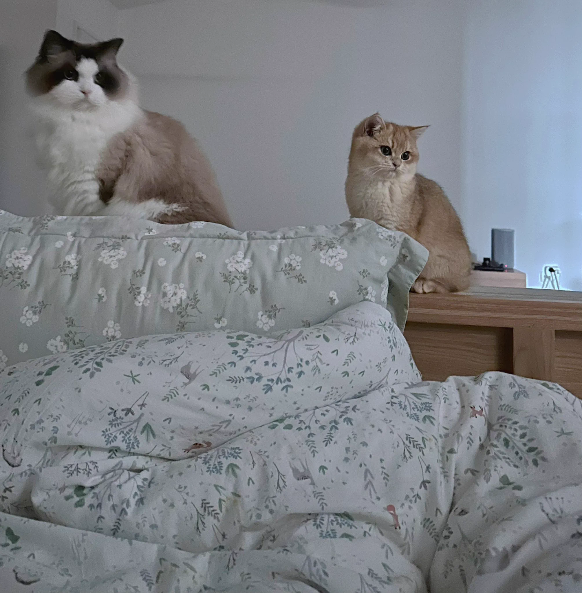 喝咖啡看景陪猫猫。昨晚看到《小巷人家》的大结局，他们买下了厂里分的很小的房子，一家人激动得不行。然后想到自己……真好啊，当年离开原单位，丢弃警察身份，来到澳洲是多么好的选择。很难想象曾经一无所有的自己，还可以住进这么大景色这么好的房子里，过着没有领导没有任务没有早起的自由自在的生活。感恩。当然，徐做的一切的决定才是最重要的。