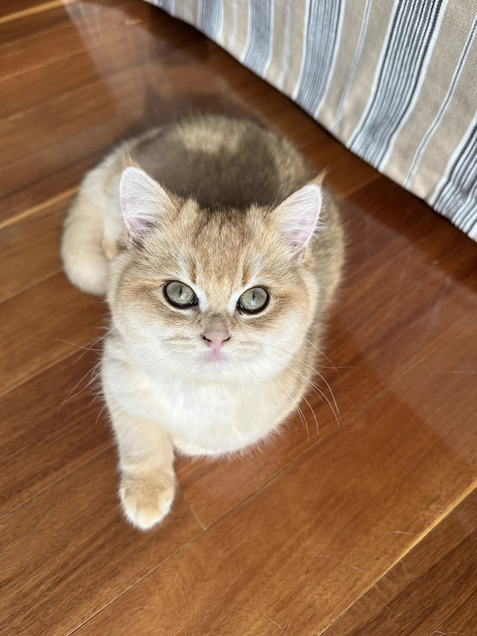 喝咖啡看景陪猫猫。昨晚看到《小巷人家》的大结局，他们买下了厂里分的很小的房子，一家人激动得不行。然后想到自己……真好啊，当年离开原单位，丢弃警察身份，来到澳洲是多么好的选择。很难想象曾经一无所有的自己，还可以住进这么大景色这么好的房子里，过着没有领导没有任务没有早起的自由自在的生活。感恩。当然，徐做的一切的决定才是最重要的。