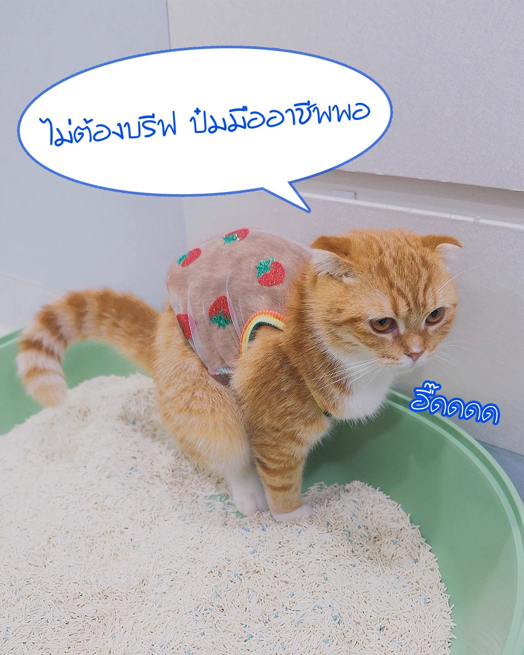 มันไม่ใช่แค่กลบกลิ่น แต่ทำให้หอมทั้งห้อง!!mypaws เทแล้วหอมจริง ไม่จกตาอยู่กับแมว 4 ตัว (ถ่ายติดแค่ 3 อีกตัวเขินกล้องอยู่หลังตู้ 😂)ฝุ่นน้อย เก็บกลิ่นดี จับตัวเป็นก้อนไว#Mypaws #ทรายแมวต้องMypaws#Mypawsใช้ดีบอกต่อ https://t.co/XA7HQoWrXs
