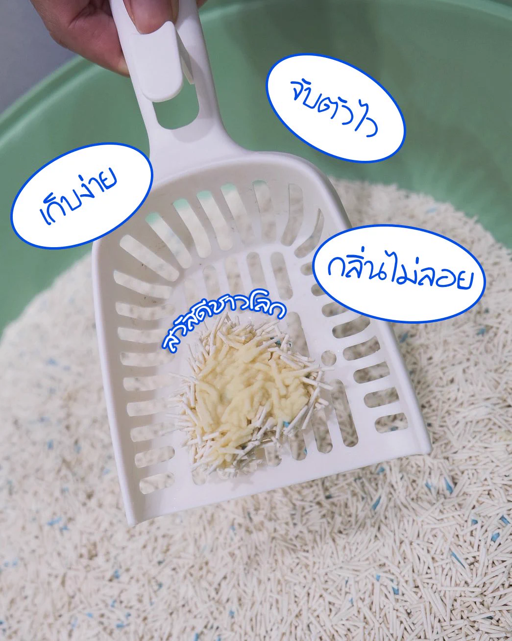 มันไม่ใช่แค่กลบกลิ่น แต่ทำให้หอมทั้งห้อง!!mypaws เทแล้วหอมจริง ไม่จกตาอยู่กับแมว 4 ตัว (ถ่ายติดแค่ 3 อีกตัวเขินกล้องอยู่หลังตู้ 😂)ฝุ่นน้อย เก็บกลิ่นดี จับตัวเป็นก้อนไว#Mypaws #ทรายแมวต้องMypaws#Mypawsใช้ดีบอกต่อ https://t.co/XA7HQoWrXs