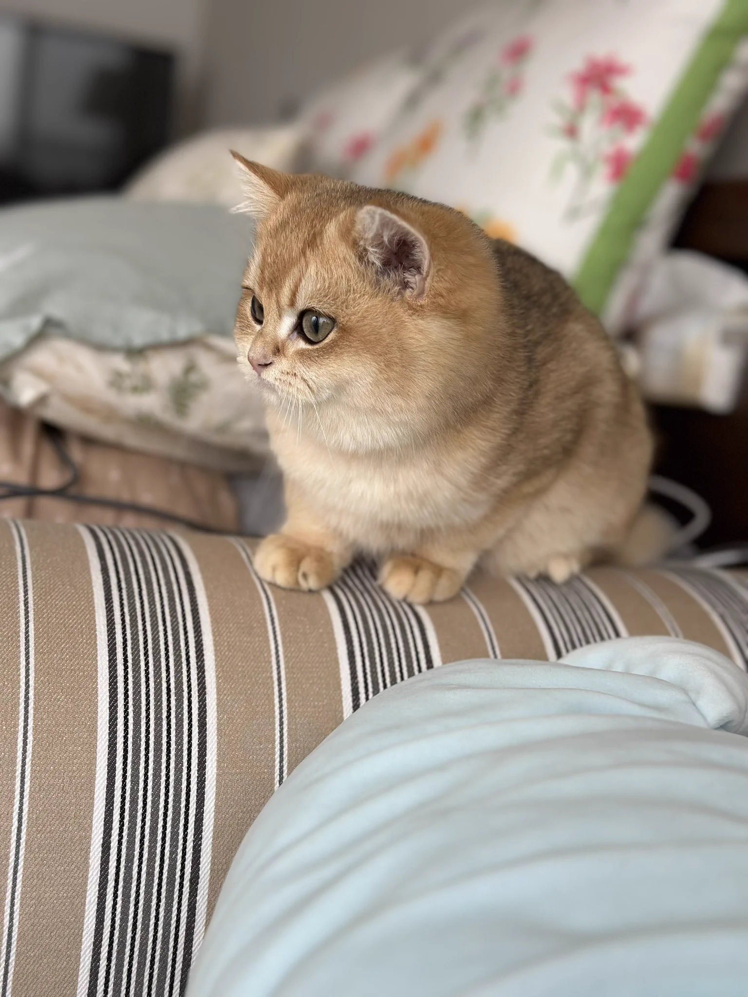 🌈和猫猫 https://t.co/5Xj6jRpvOp
