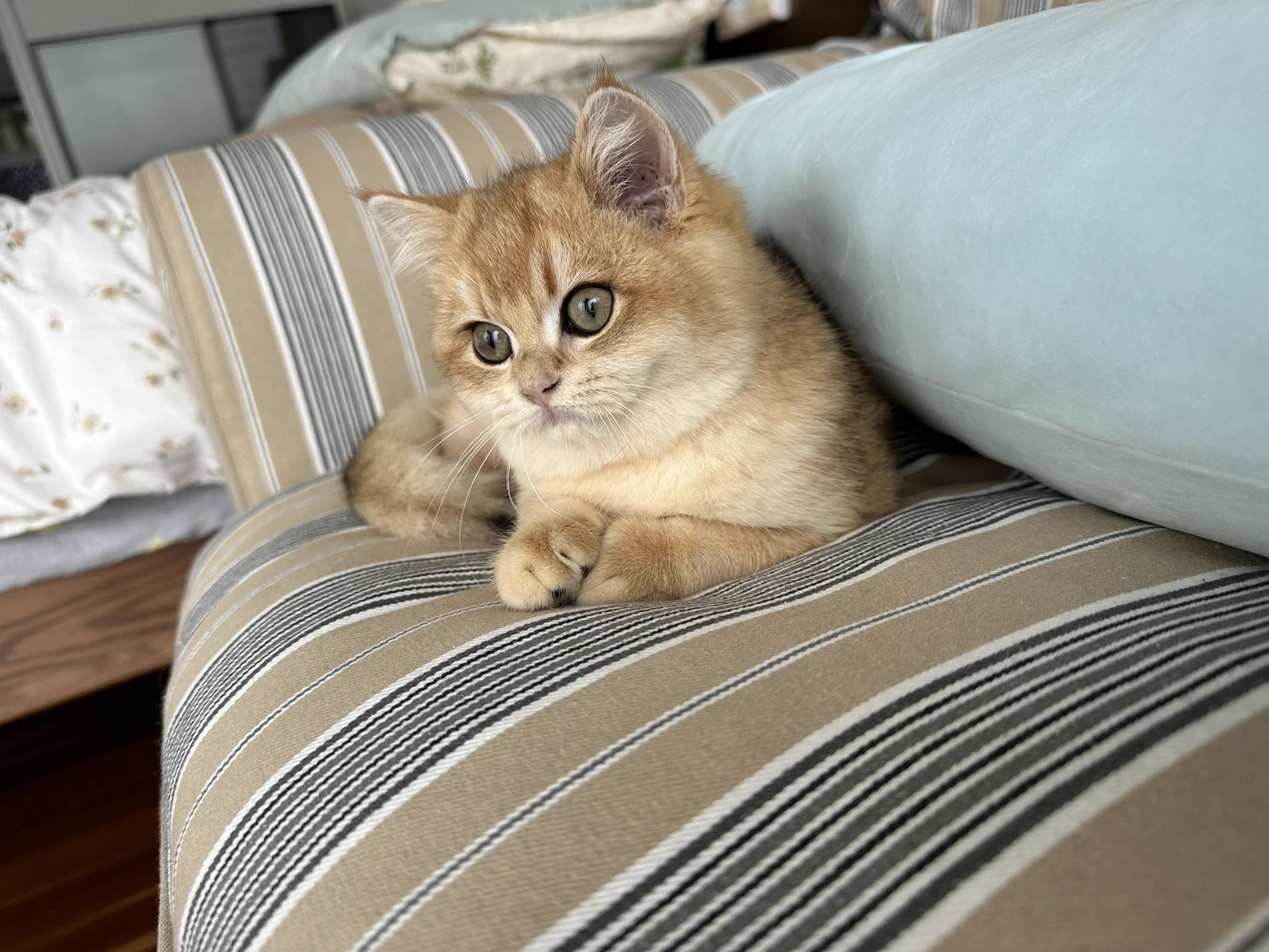 🌈和猫猫 https://t.co/5Xj6jRpvOp