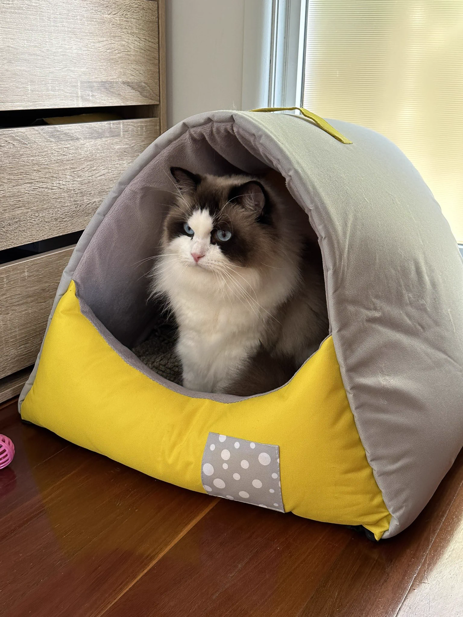 俩宝宝今天的互动。用了feliway friends喷雾。 https://t.co/jEJlGD8ULN