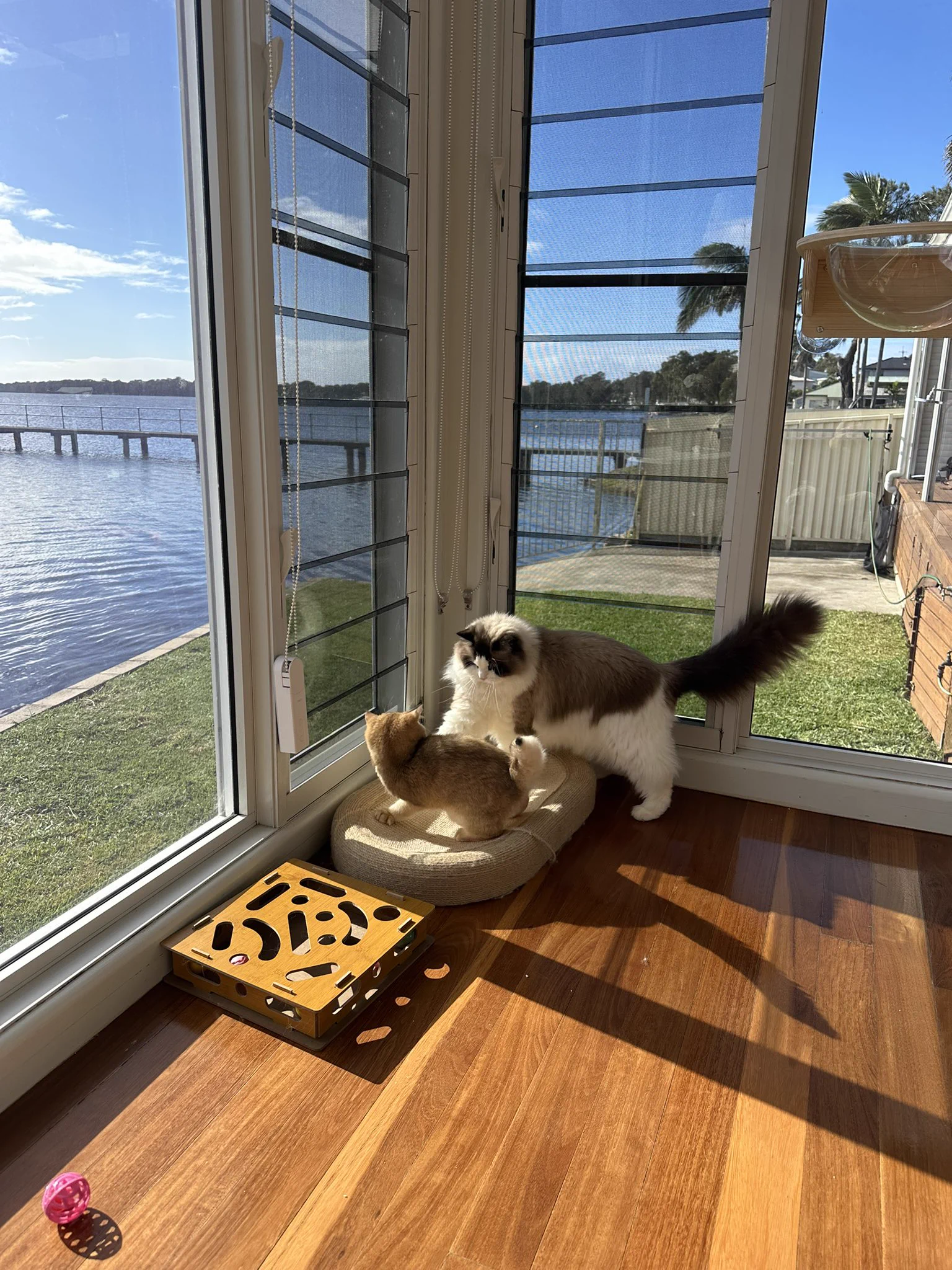 俩宝宝今天的互动。用了feliway friends喷雾。 https://t.co/jEJlGD8ULN
