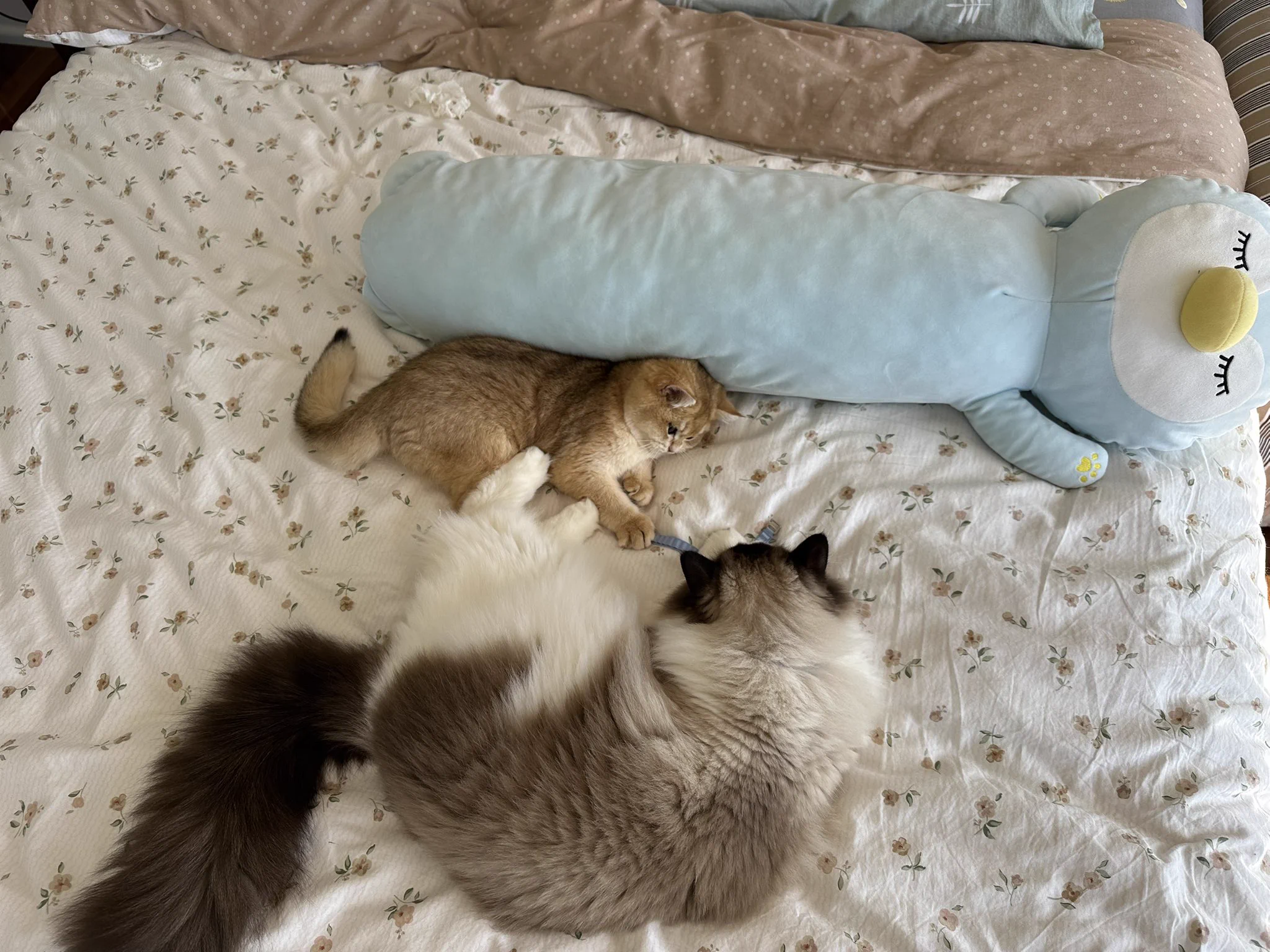 俩宝宝今天的互动。用了feliway friends喷雾。 https://t.co/jEJlGD8ULN