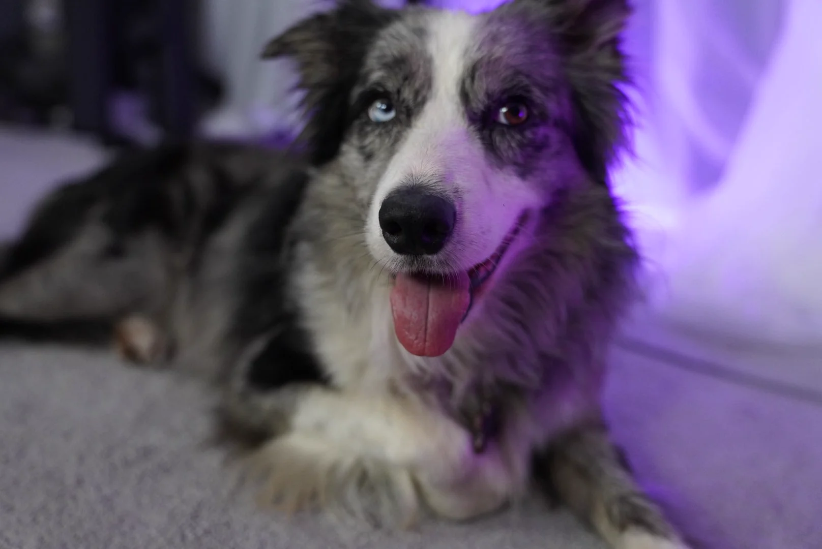 Excited to see this game be made! WOOHOO DOG RPG https://t.co/13fWHjYT9w