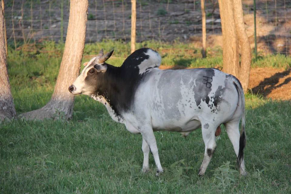 I found an adorable micro zebu bull with SPOTS so I’m thinking of selling Bruno and getting some sheep to keep Buttercup company in the meantime while getting straws from the spotted bull 😬🖤🐄 https://t.co/RF3ZyPjOhC