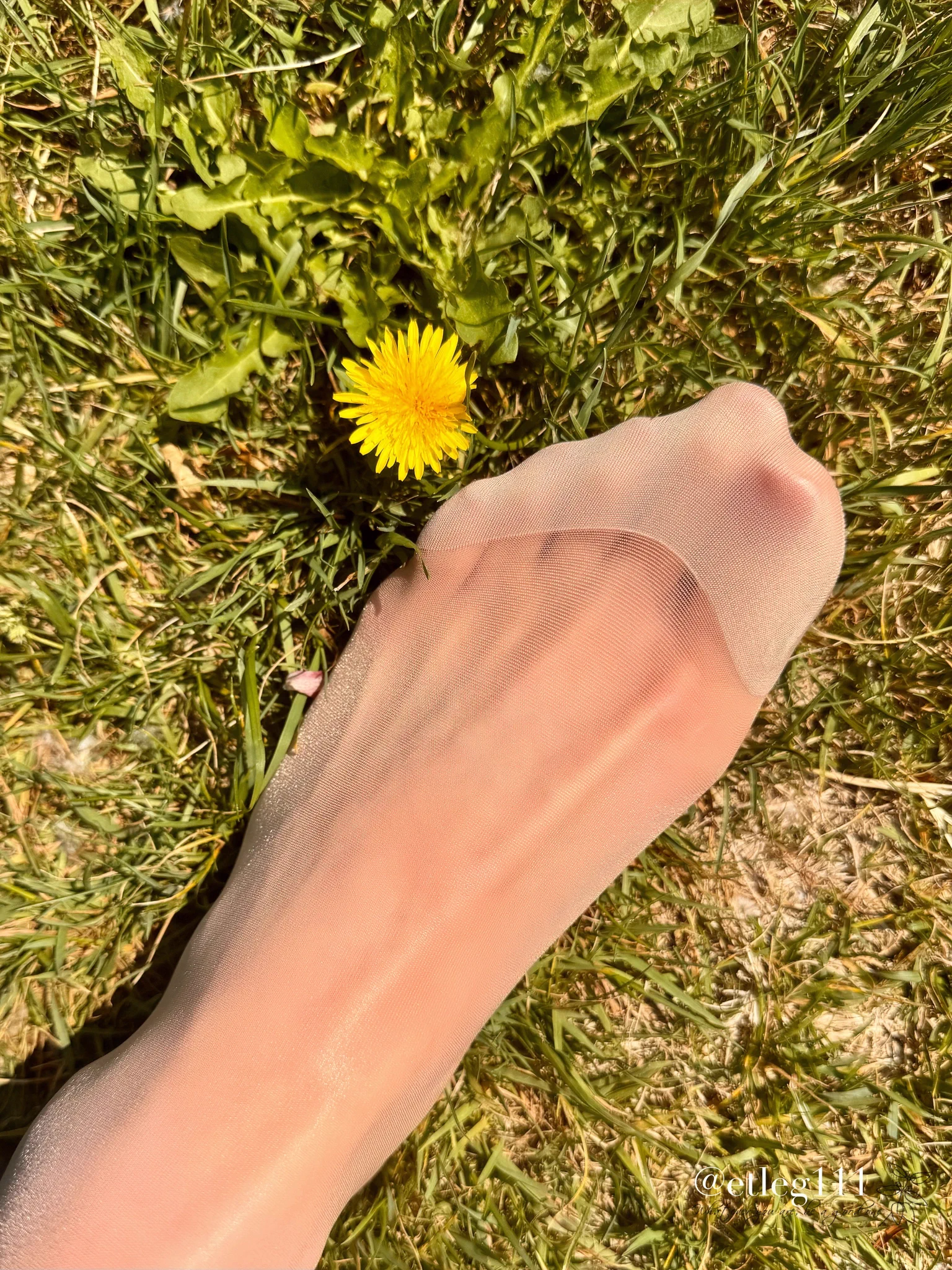 おはようございます☀熱中症のアラートをポストしたら熱中症でダウンしていましたぁ😅北海道だから油断していたら、30度越えの日々…❤️‍🩹残念な1週間😑お身体お気を付けて、金曜日なので、皆さん楽しんでくださいね❣️今日のポストはタンポポとストッキングの脚💕 https://t.co/8zZh4hgQe0