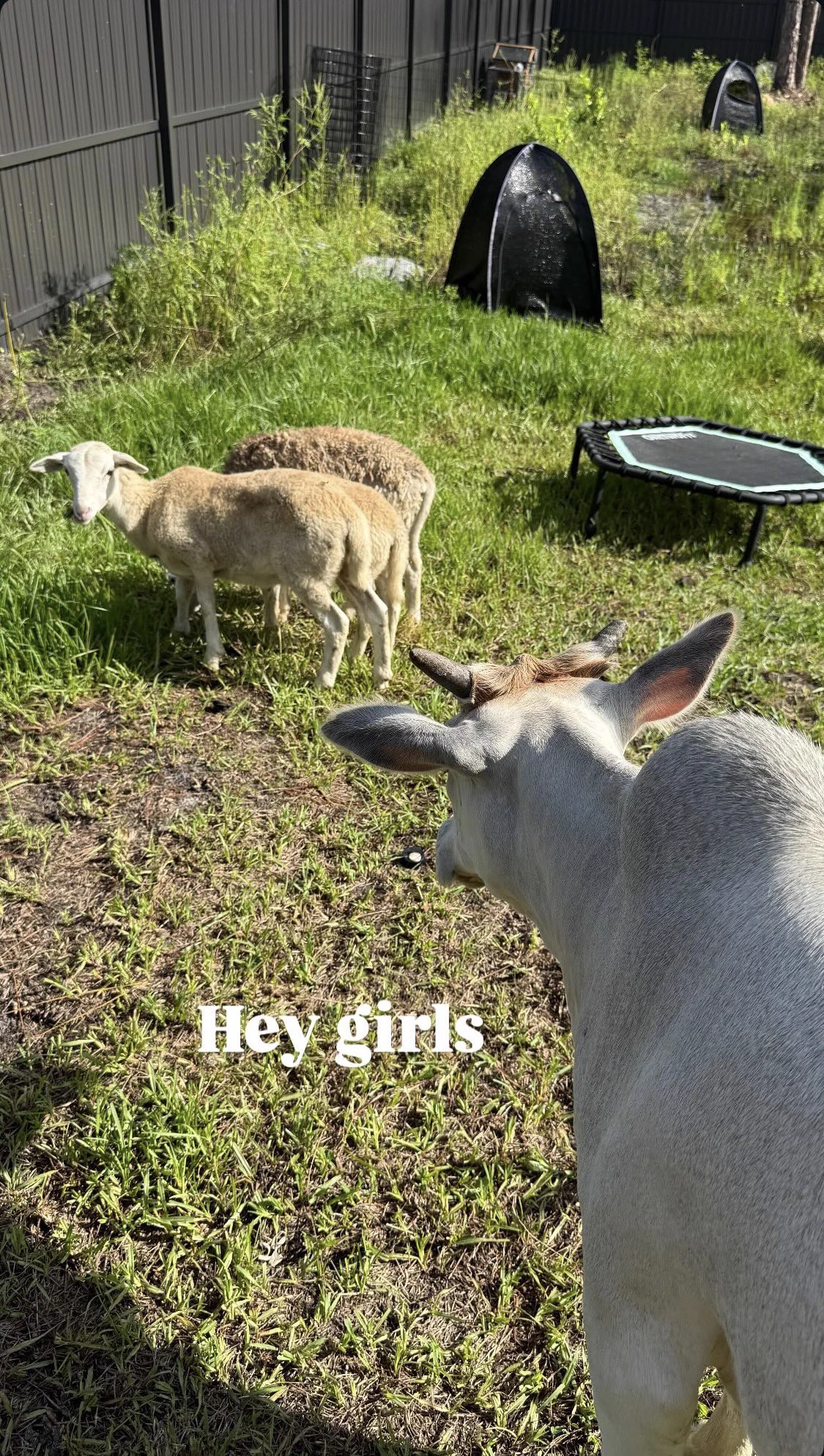 Buttercup meet the new girls 💚 https://t.co/tiOPKcpDRT
