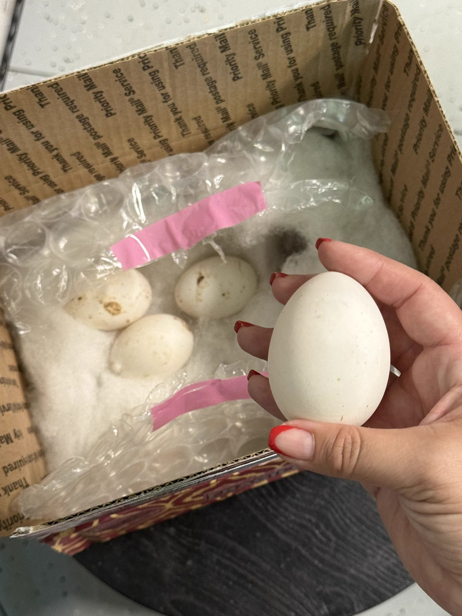 Duck eggs ooh ha ha https://t.co/i7u94snWil