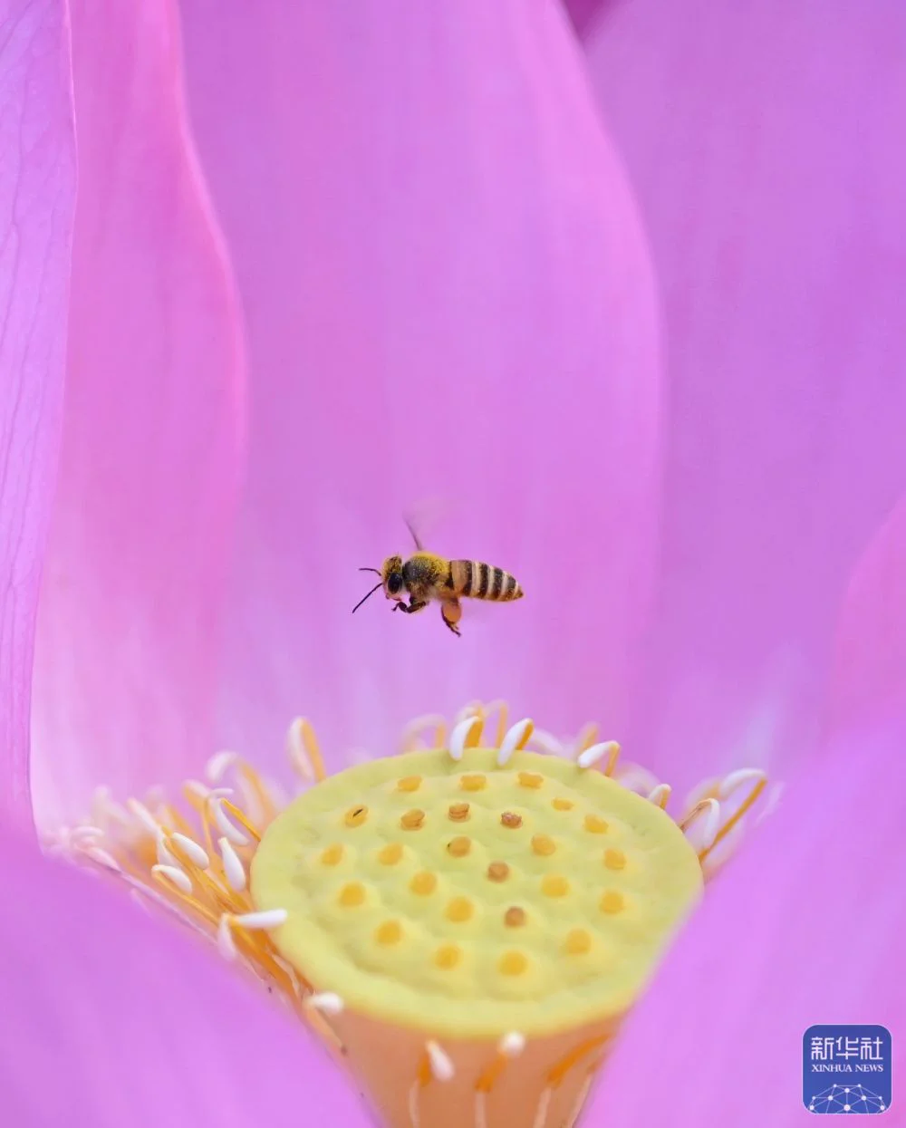 June 21 marks the arrival of the Summer Solstice, one of the 24 solar terms in the traditional Chinese calendar, when vitality peaks in nature. Lotus blossoms unfurl across ponds, waterbirds dance gracefully, and ecosystems hum in harmonious splendor. 🌷🌱🍉 #SummerVibes #ChineseSolarTerms #NatureMagic #LotusSeason 
(Courtesy ofSource: Xinhua News Agency)