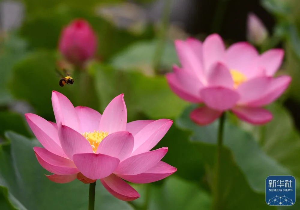 June 21 marks the arrival of the Summer Solstice, one of the 24 solar terms in the traditional Chinese calendar, when vitality peaks in nature. Lotus blossoms unfurl across ponds, waterbirds dance gracefully, and ecosystems hum in harmonious splendor. 🌷🌱🍉 #SummerVibes #ChineseSolarTerms #NatureMagic #LotusSeason 
(Courtesy ofSource: Xinhua News Agency)