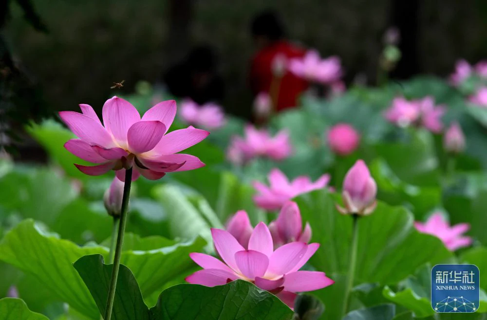 June 21 marks the arrival of the Summer Solstice, one of the 24 solar terms in the traditional Chinese calendar, when vitality peaks in nature. Lotus blossoms unfurl across ponds, waterbirds dance gracefully, and ecosystems hum in harmonious splendor. 🌷🌱🍉 #SummerVibes #ChineseSolarTerms #NatureMagic #LotusSeason 
(Courtesy ofSource: Xinhua News Agency)