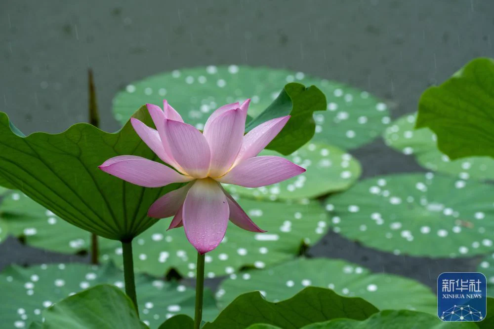 June 21 marks the arrival of the Summer Solstice, one of the 24 solar terms in the traditional Chinese calendar, when vitality peaks in nature. Lotus blossoms unfurl across ponds, waterbirds dance gracefully, and ecosystems hum in harmonious splendor. 🌷🌱🍉 #SummerVibes #ChineseSolarTerms #NatureMagic #LotusSeason 
(Courtesy ofSource: Xinhua News Agency)