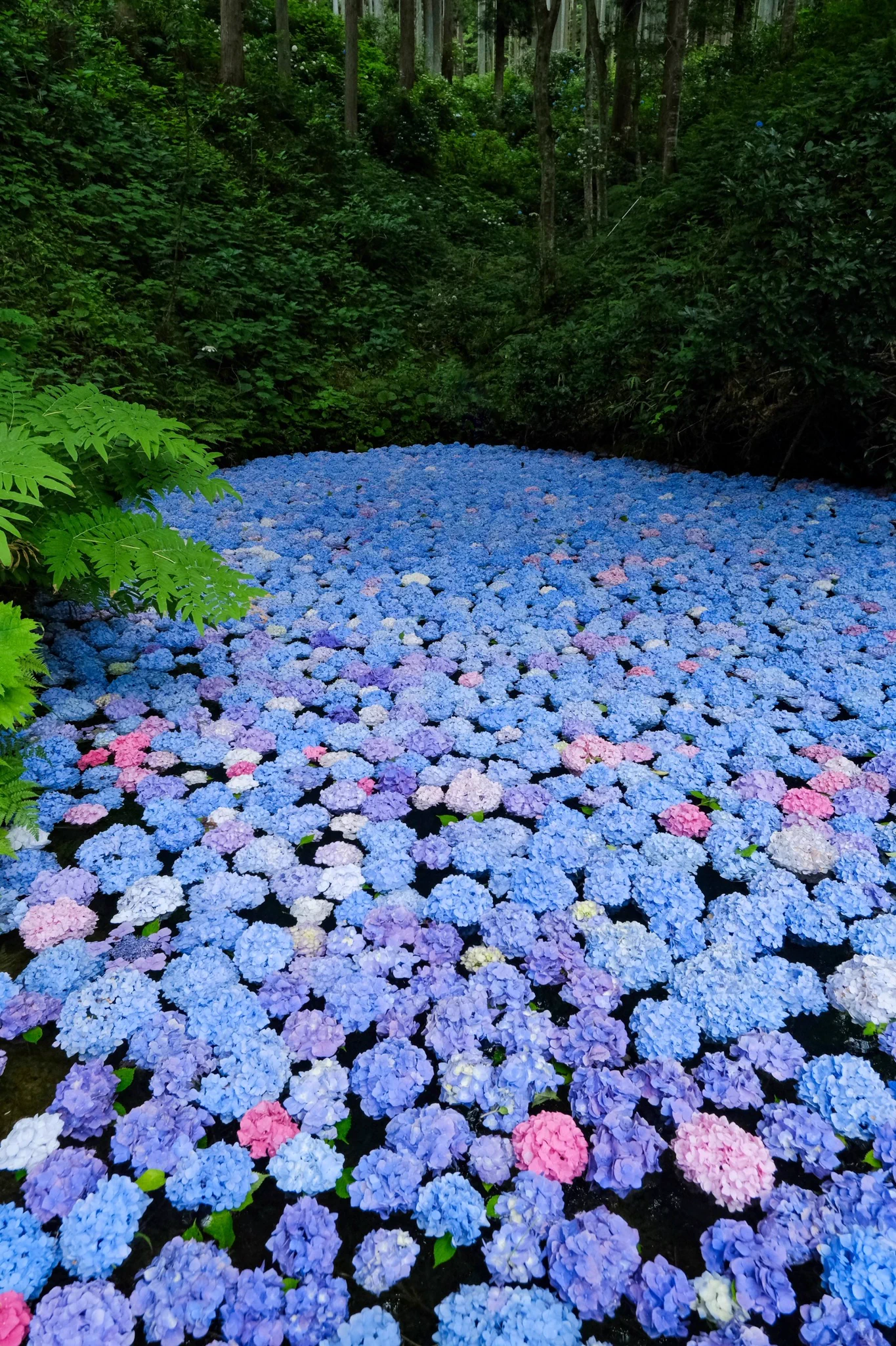 水に浮かぶ紫陽花。 https://t.co/qO4JjsQmi2