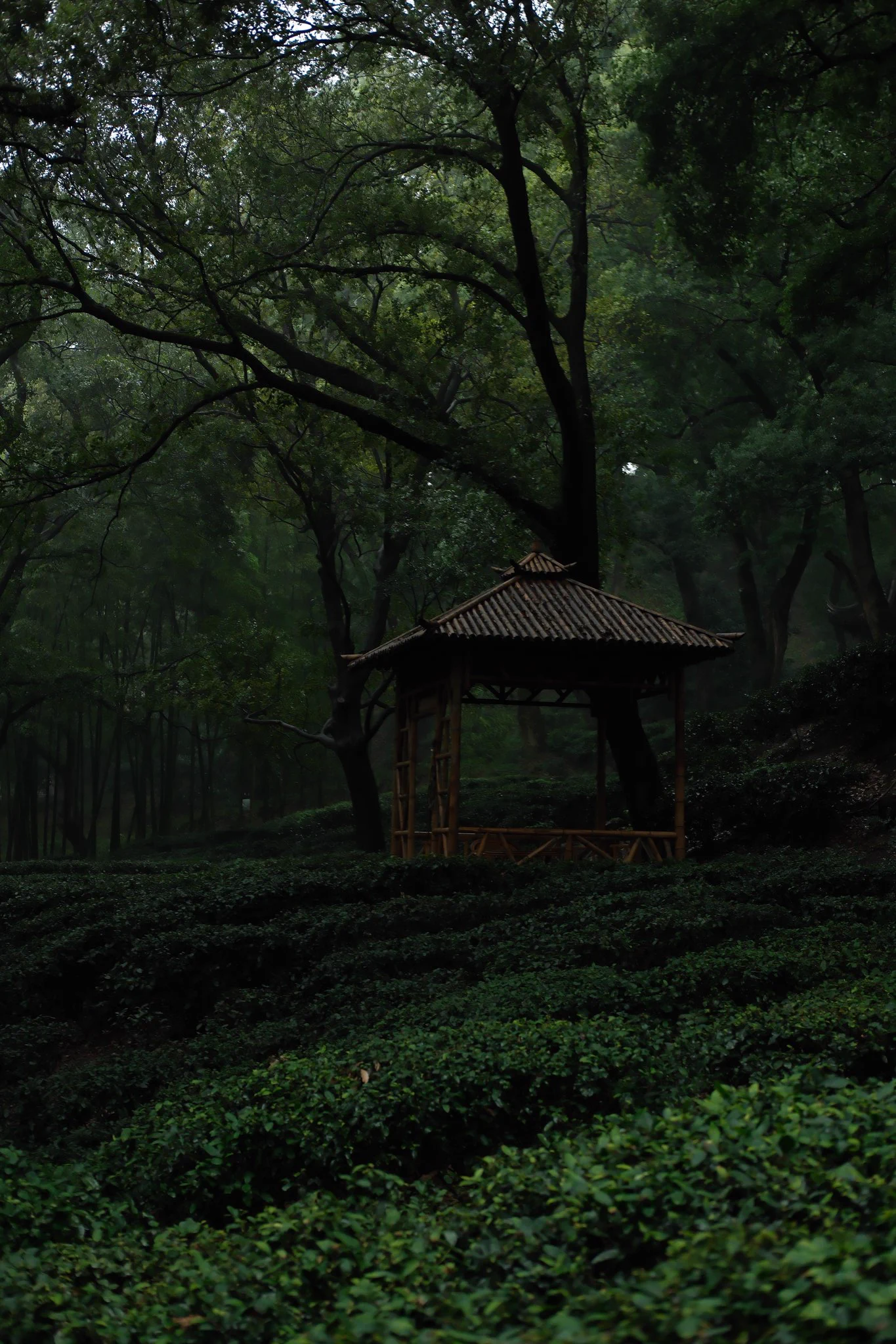 前几天在朋友圈发布的雨游虎丘图。太美了。 https://t.co/pvvaqP0M8N