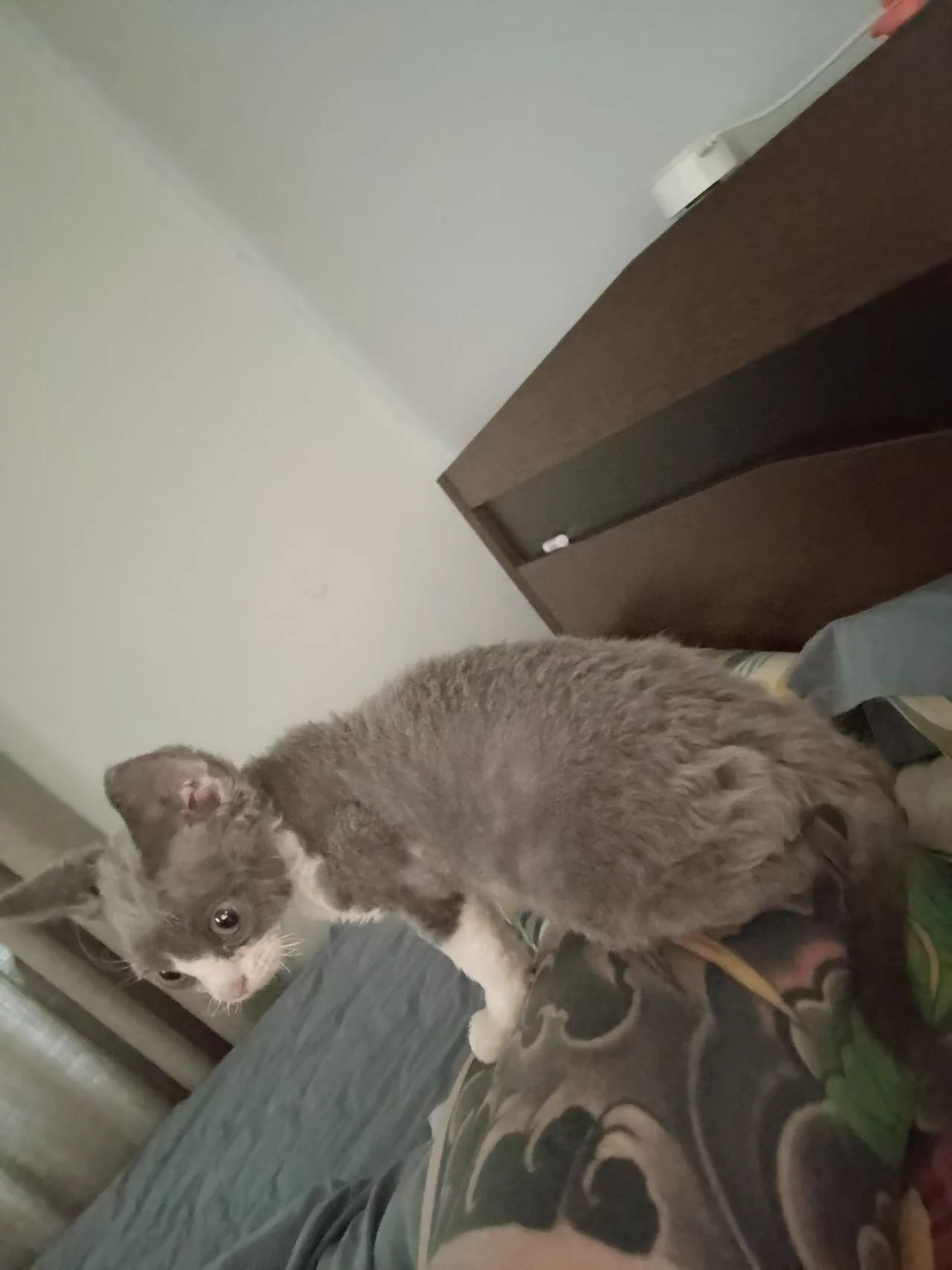 站在王肩膀上的雄猫！！！虾条条条条！！！！ https://t.co/dX3pz5RQ7u