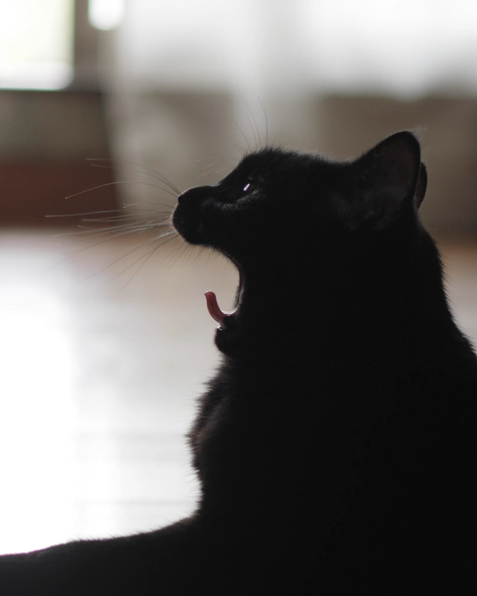 逆光あくび。#猫 #黒猫 https://t.co/dttjIr9IiA
