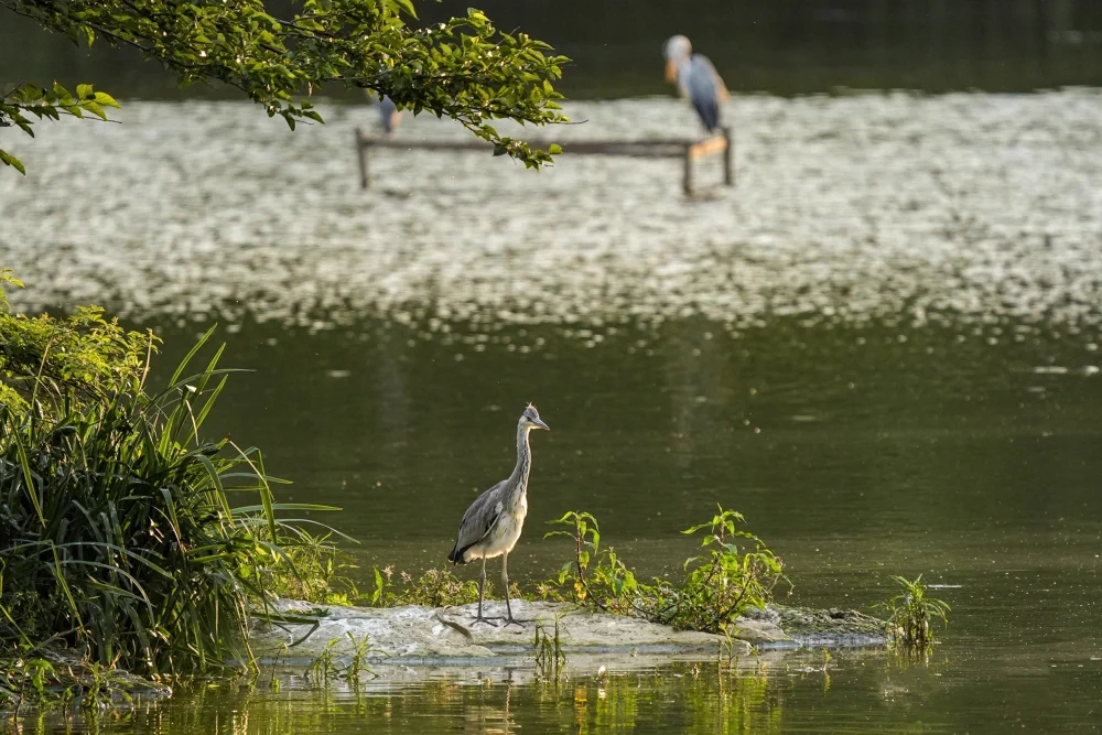 Golden ripples dance across Guanshanhu Lake in #Guiyang as sunlight turns the water into liquid gold. This is where city souls come to reconnect with #nature's rhythm. #EcoGuizhou #VisitGuizhou https://t.co/91GZcGYgR8