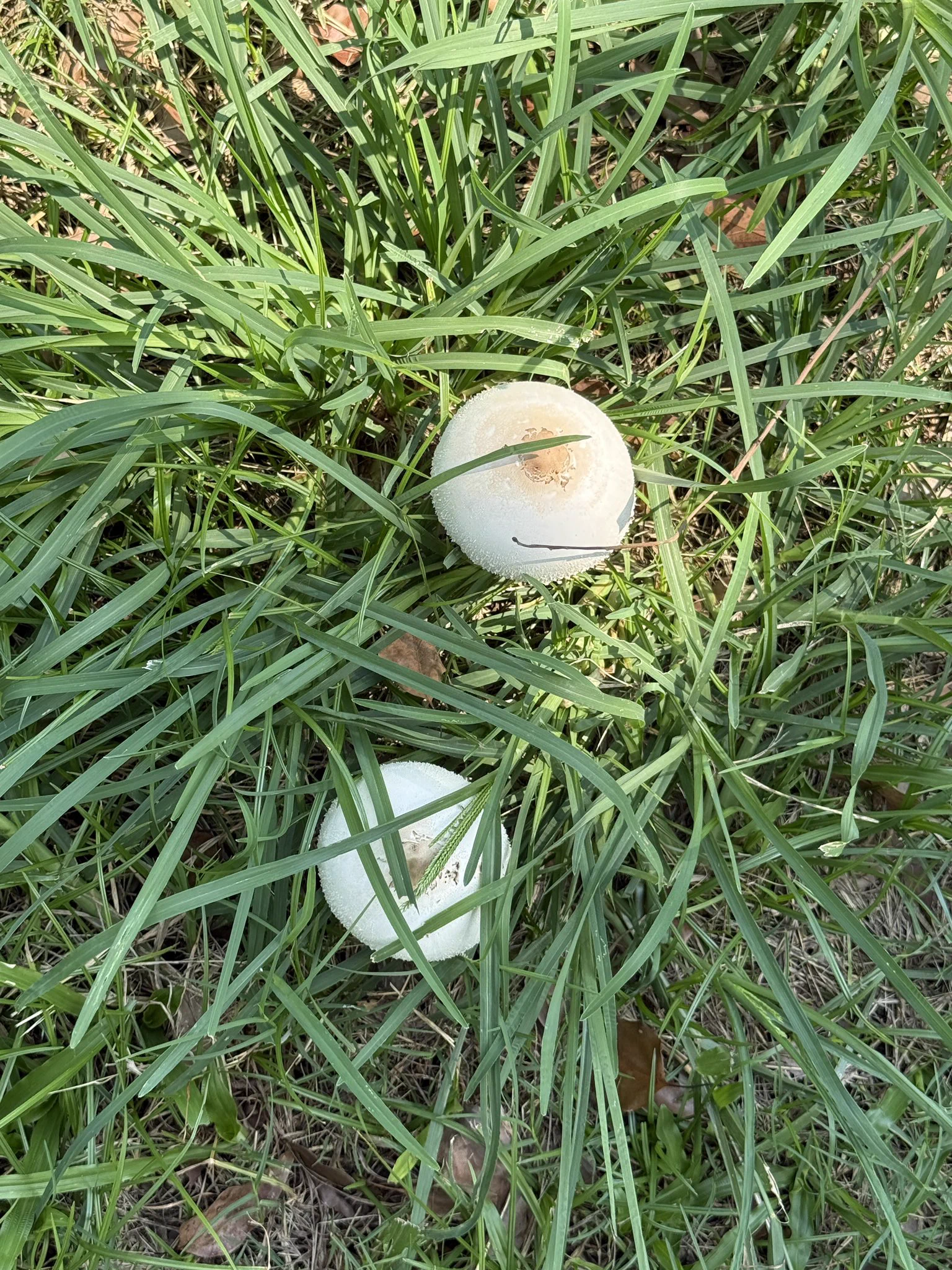 看太多負面的文章

害狗狗也有一點點負面情緒…

這個菇菇是可以吃的嗎）長在公園🤣 https://t.co/V7P5Bvru0U