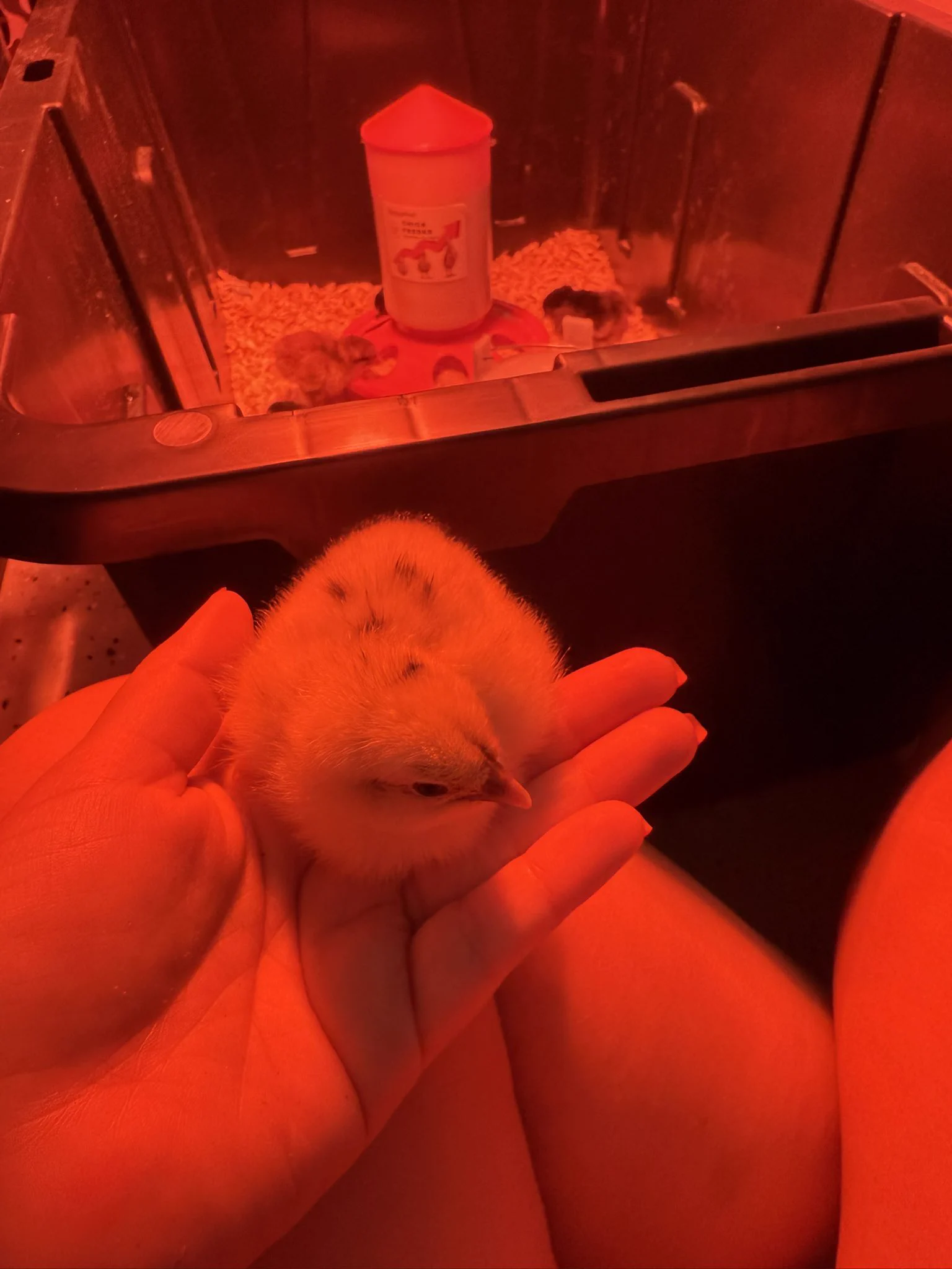 Hatched 13 chicks from a variety of 14 eggs! I wonder what they all are 😍🐣 https://t.co/cOWFX1ixqG