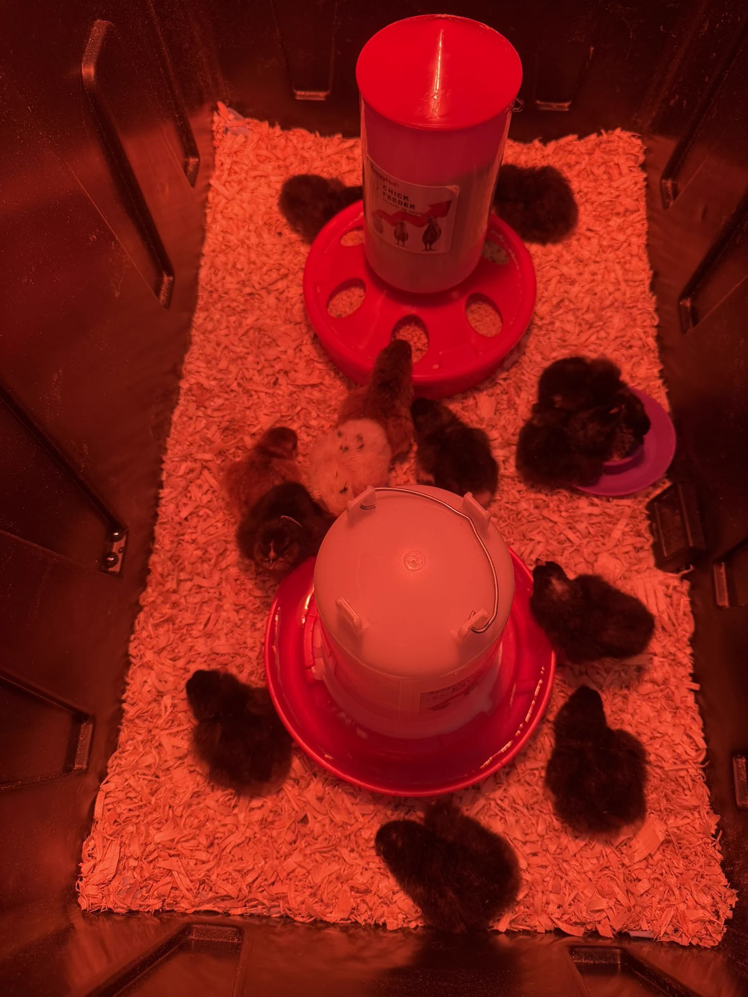 Hatched 13 chicks from a variety of 14 eggs! I wonder what they all are 😍🐣 https://t.co/cOWFX1ixqG