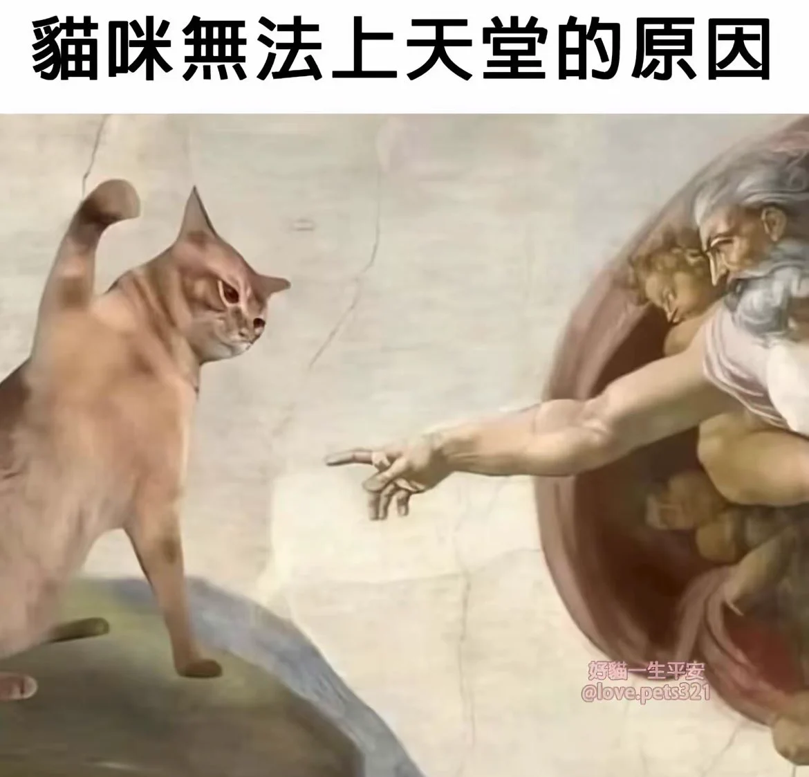 为什么猫咪无法上天堂的原因找到了！ https://t.co/QHjflqNXc3