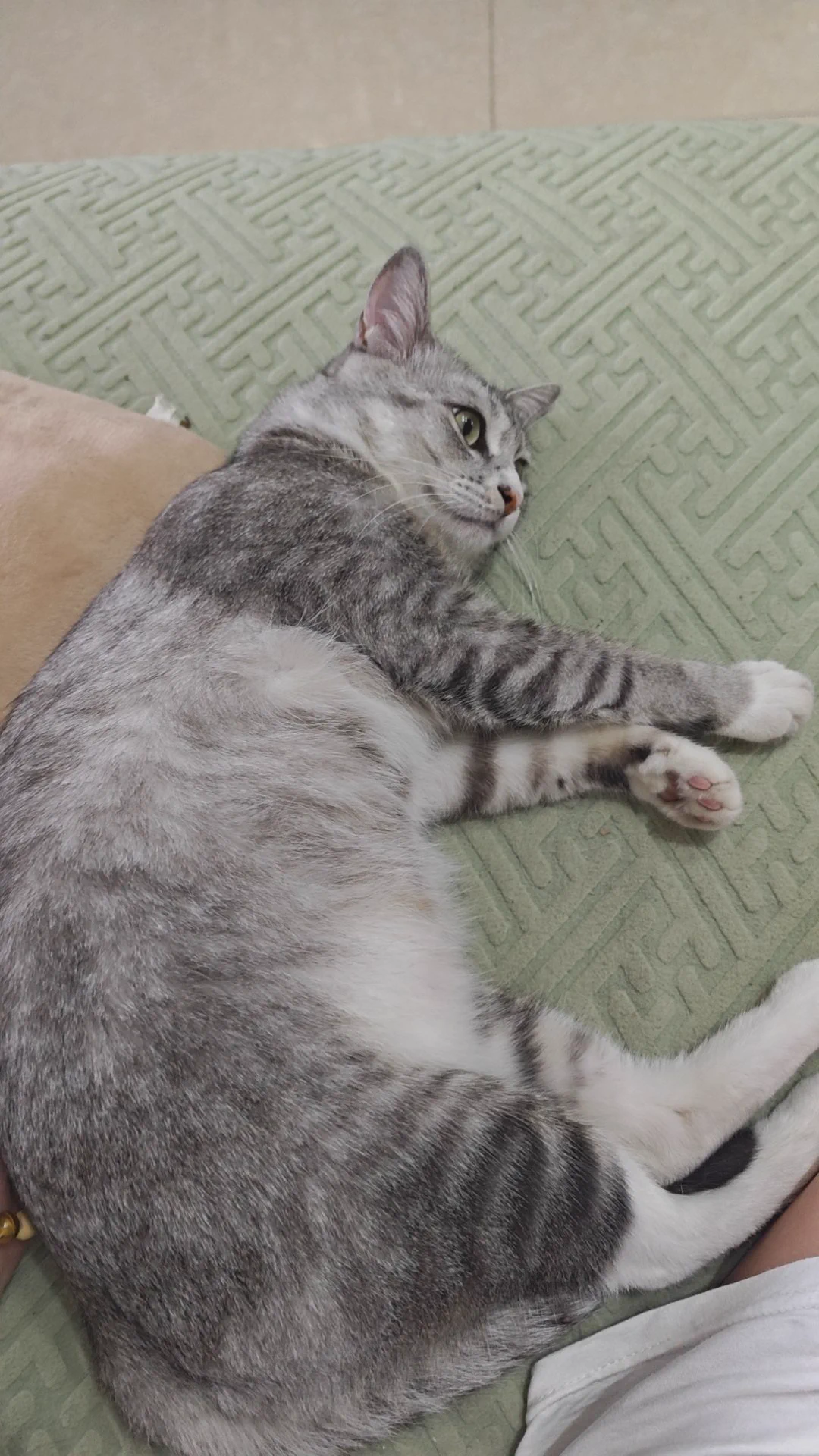谁喜欢猪，这里有一头 https://t.co/6UPtnc7bf7