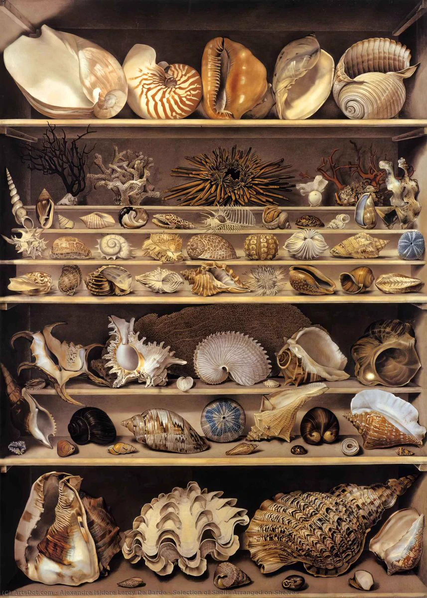 Shell collection of Alexandre Isidore Leroy De Barde https://t.co/QHvYxUC6lx
