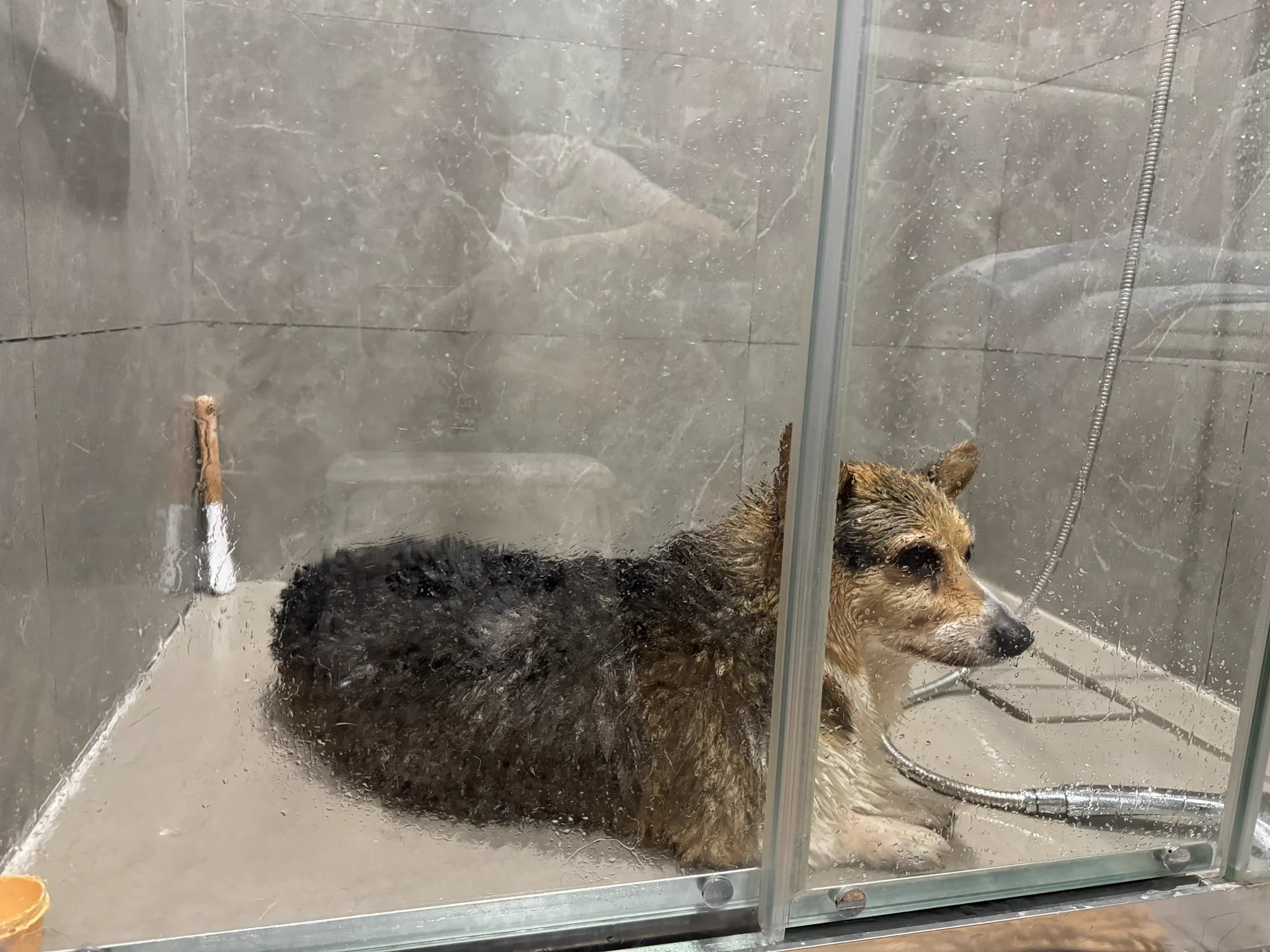 洗狗洗得我腰酸 https://t.co/J5p2nHPgnC
